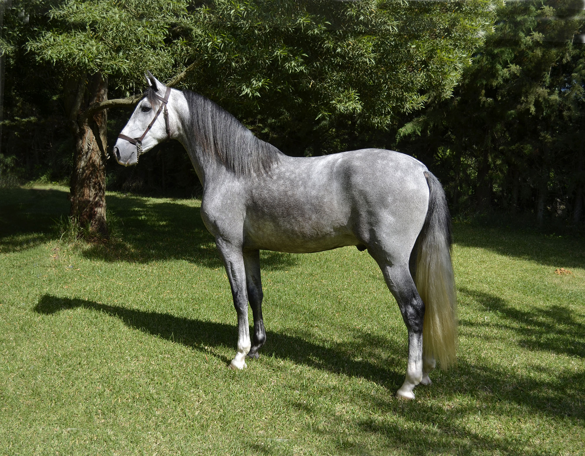 Caballo en Venta