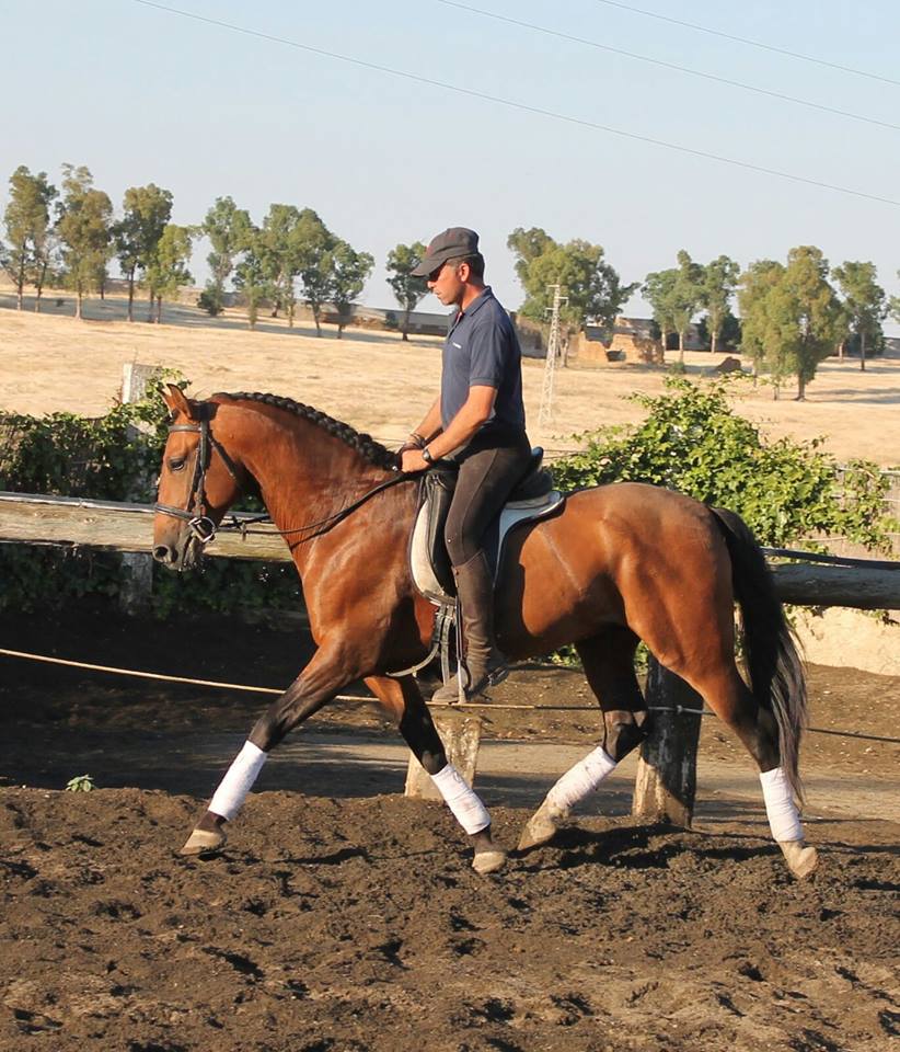 Caballo en Venta