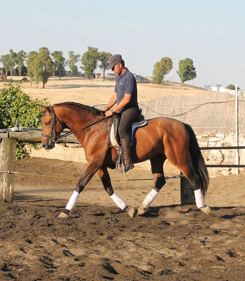 Caballo en Venta
