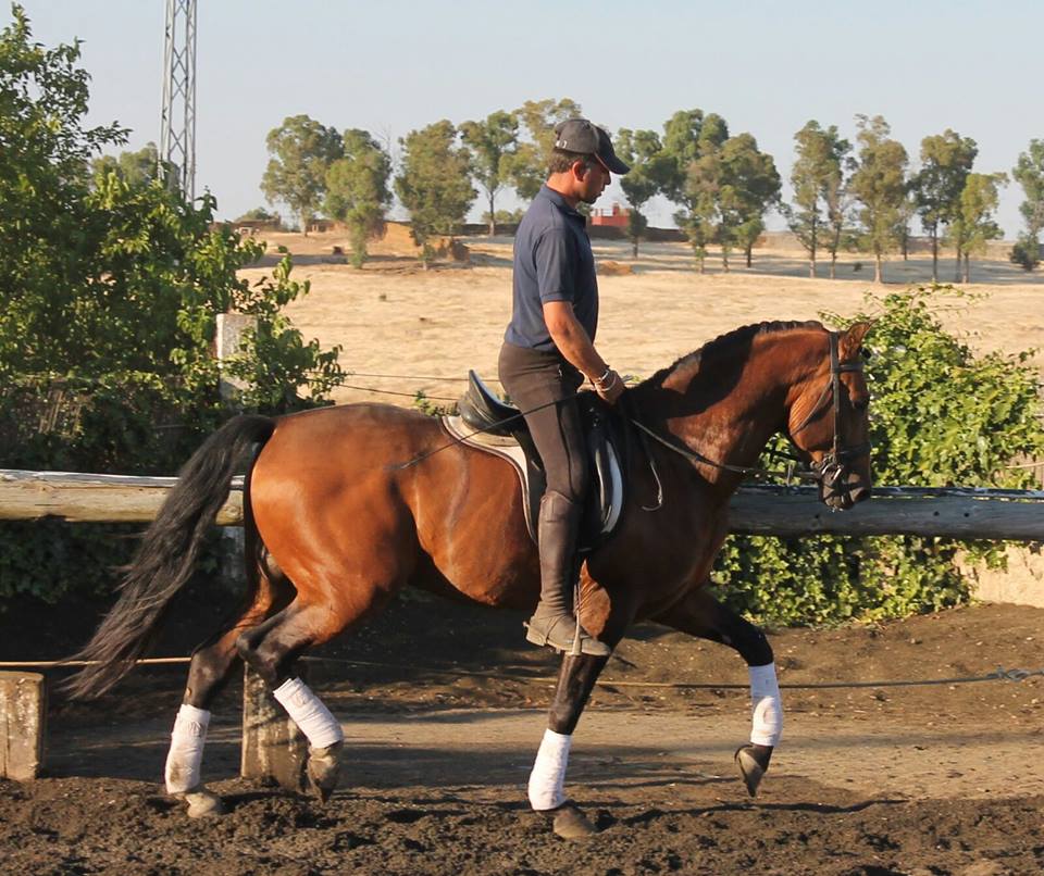 Caballo en Venta