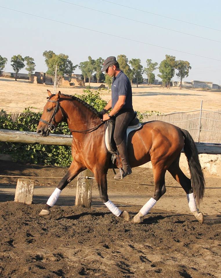 Caballo en Venta