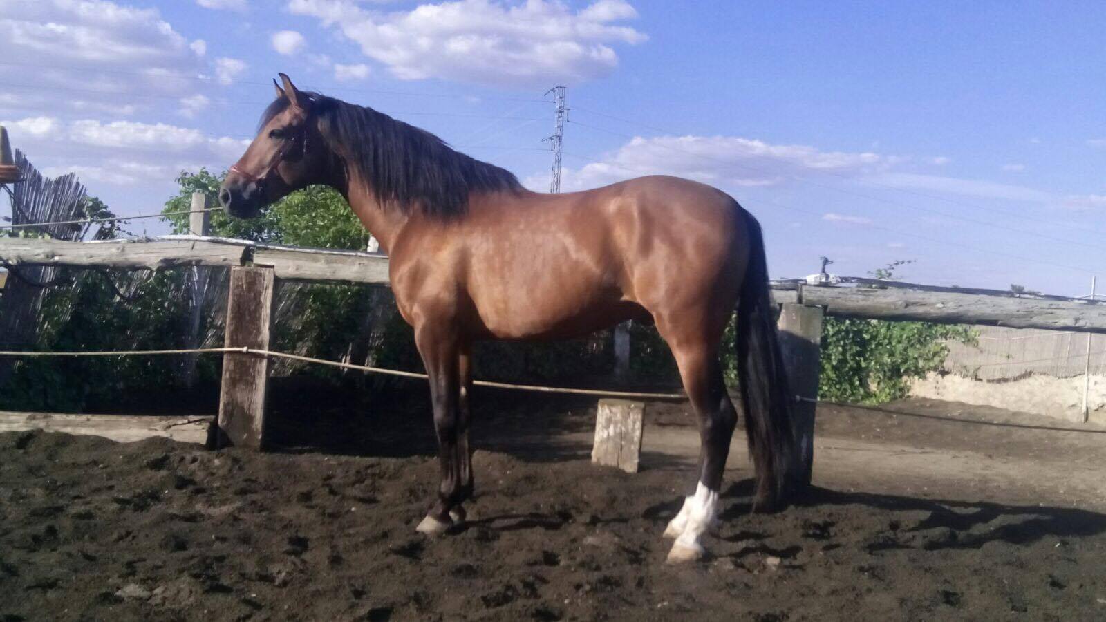 Caballo en Venta