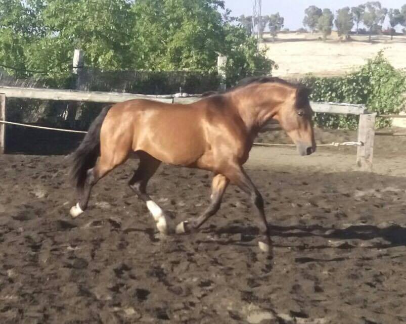 Caballo en Venta