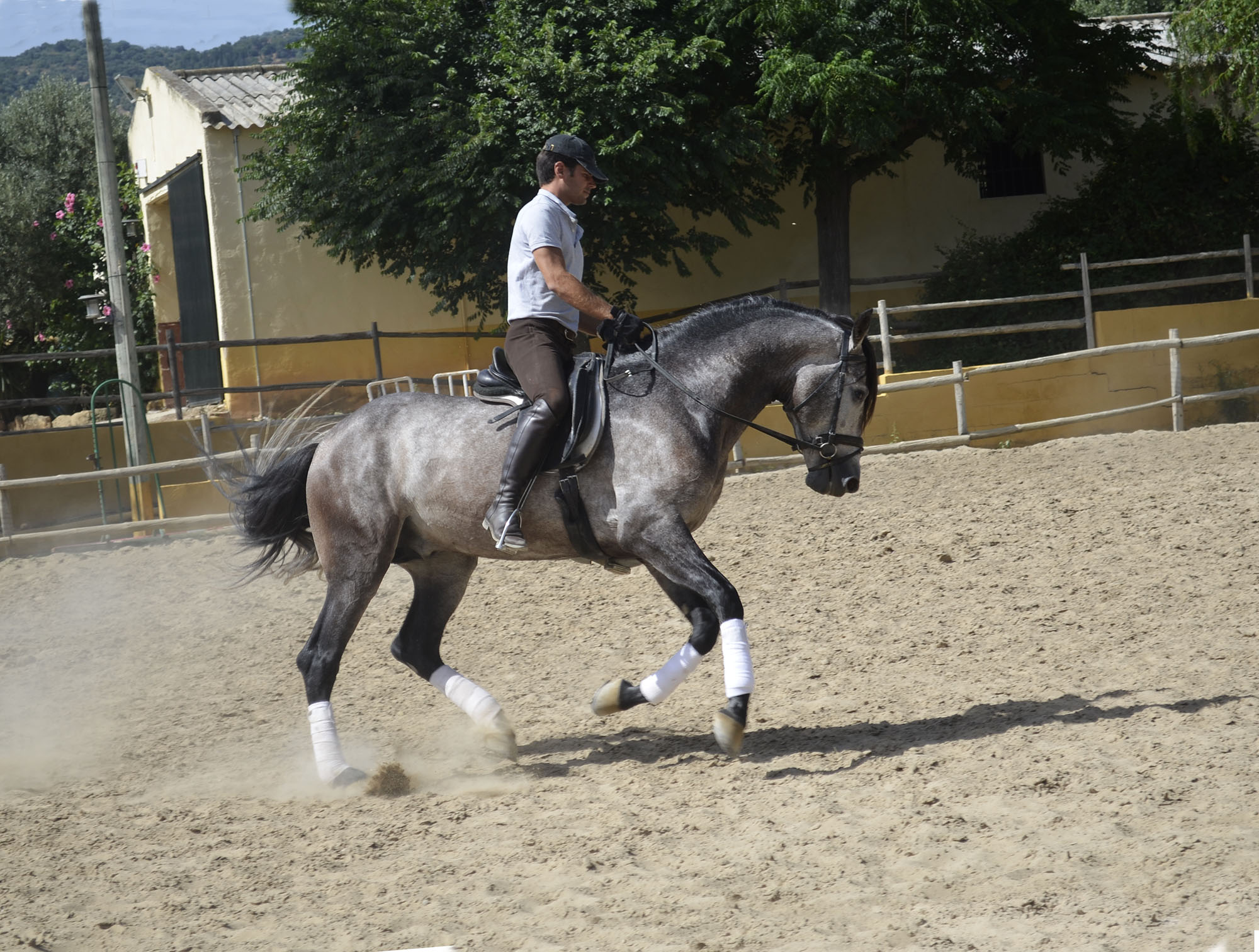 Caballo en Venta