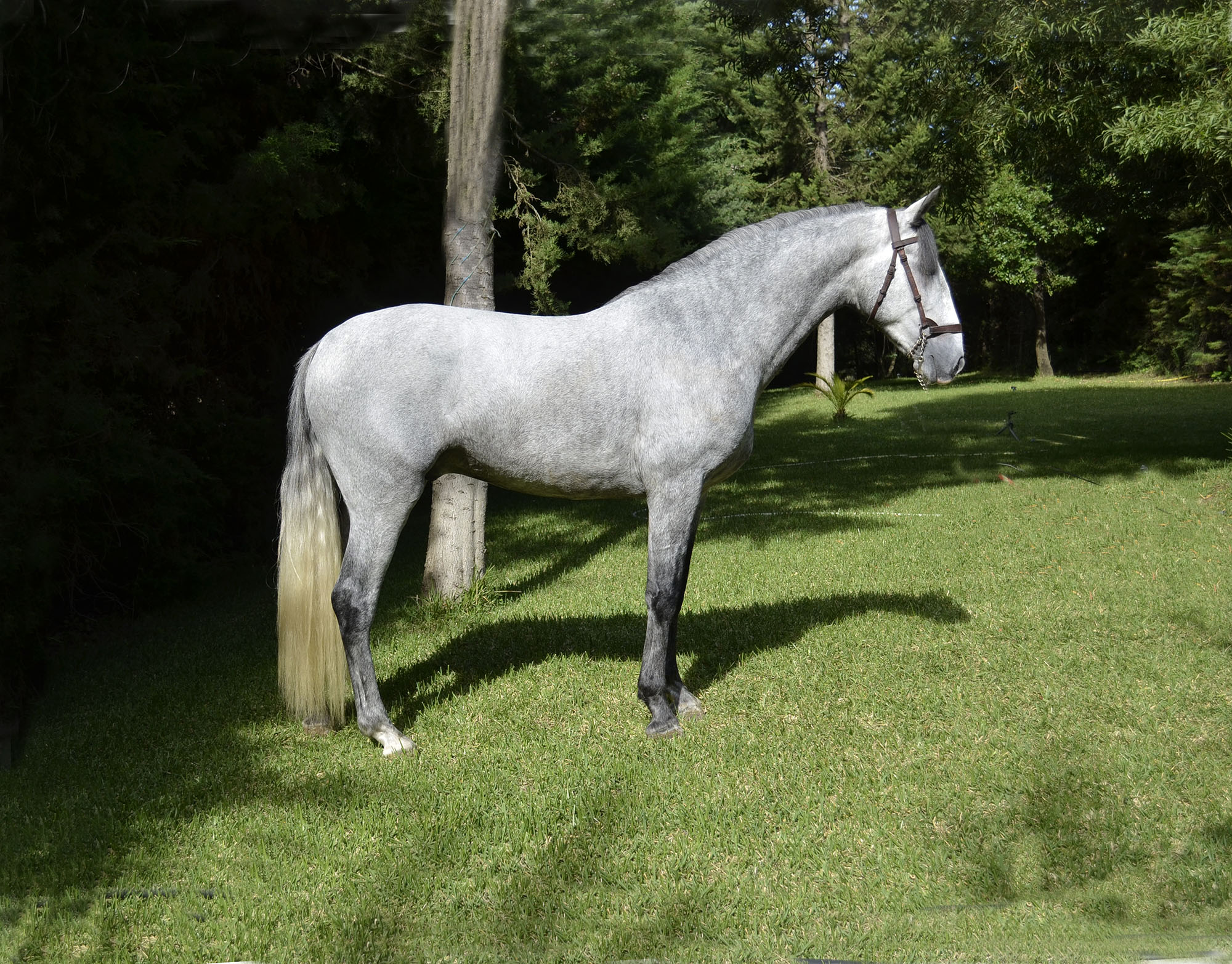 Caballo en Venta