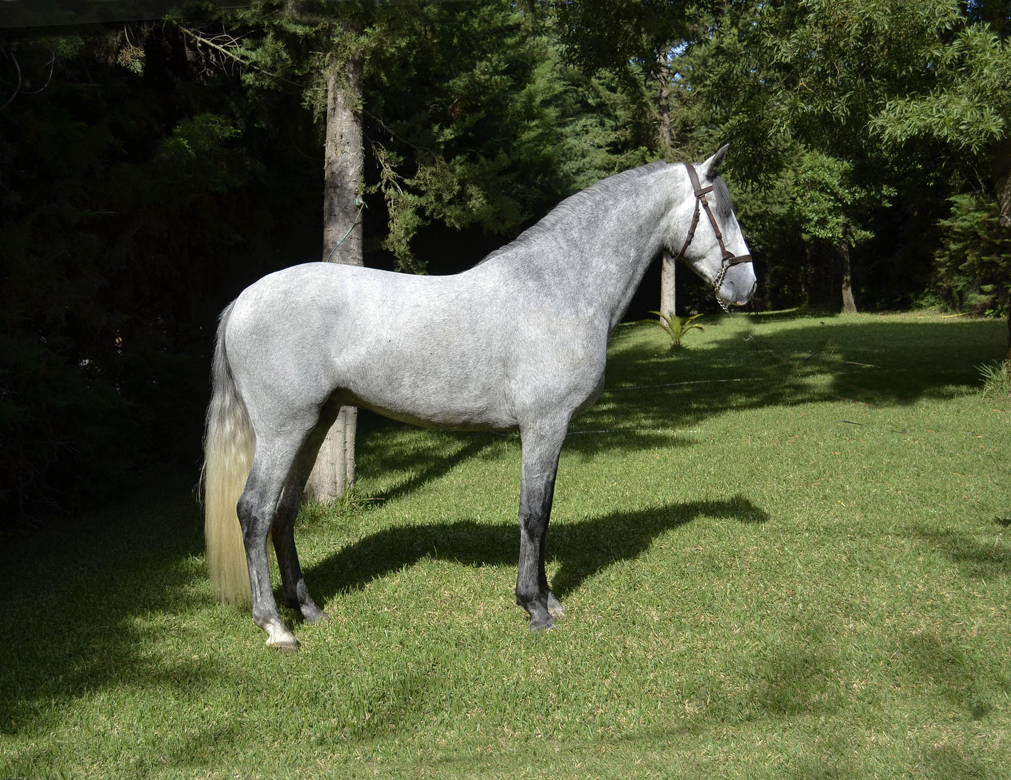 Caballo en Venta