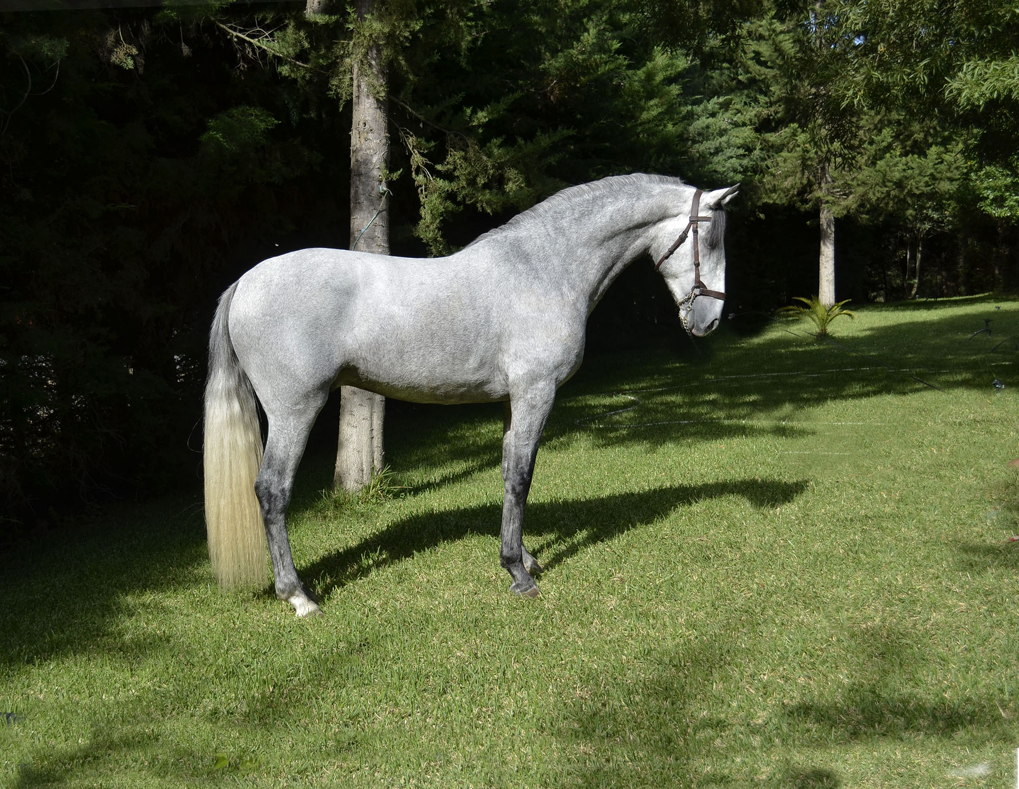 Caballo en Venta