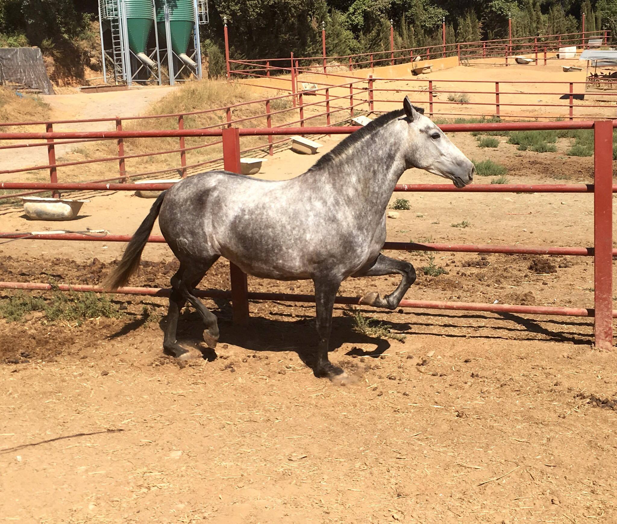 Caballo en Venta