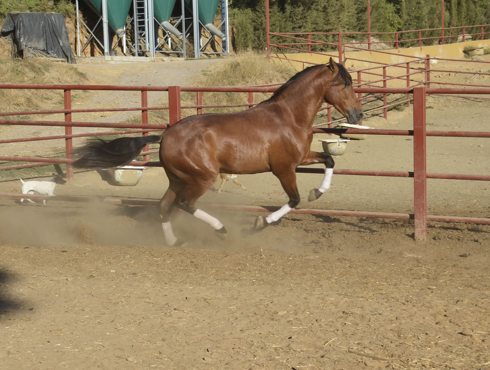 Caballo en Venta