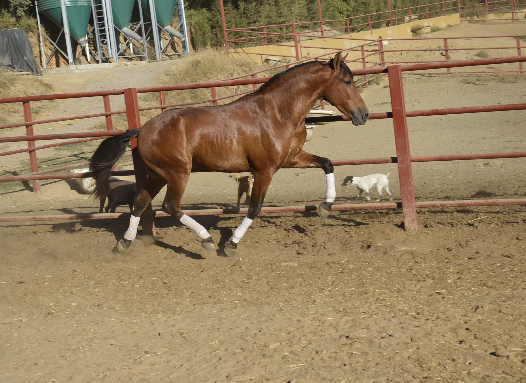 Comprar Caballo