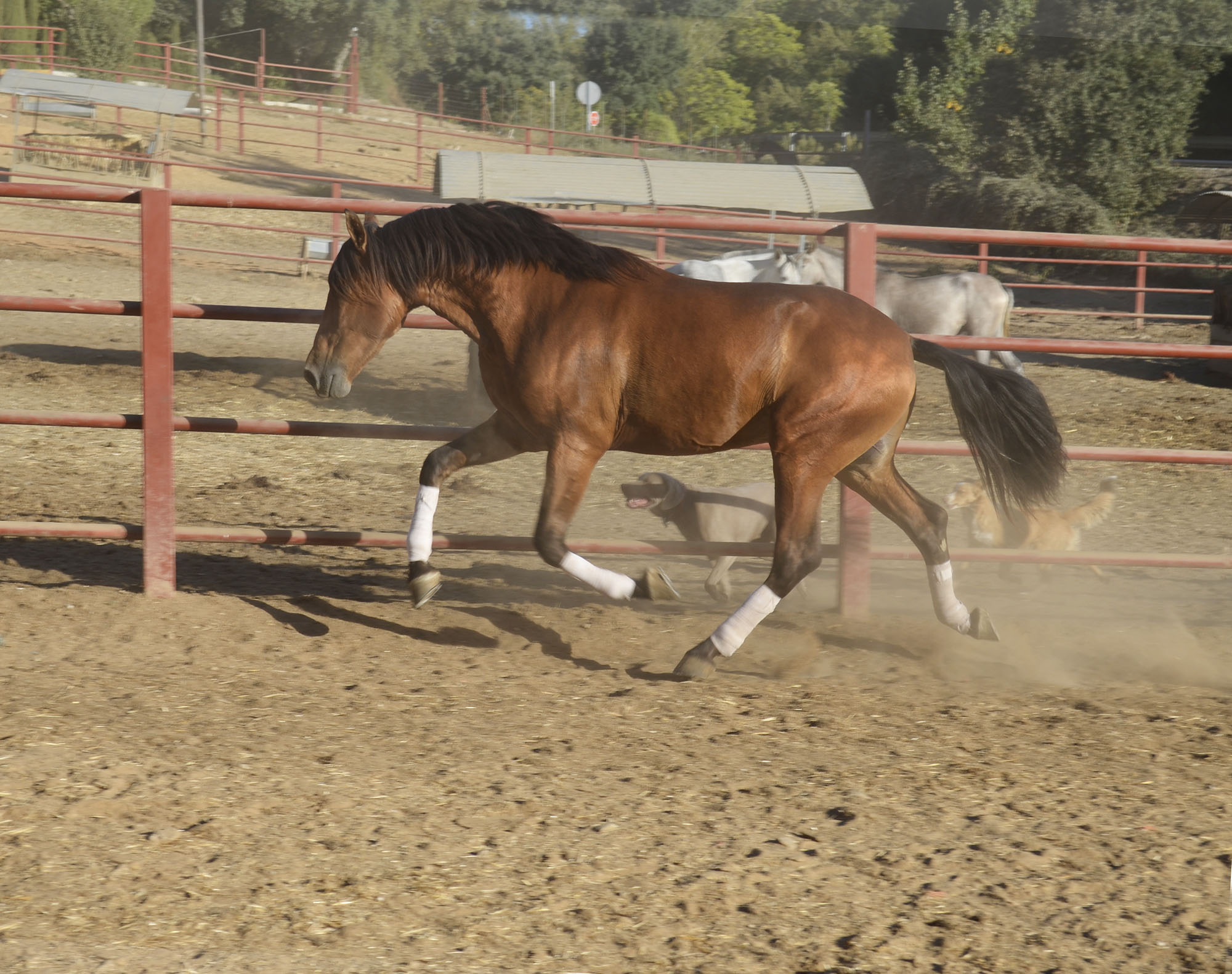 Comprar Caballo