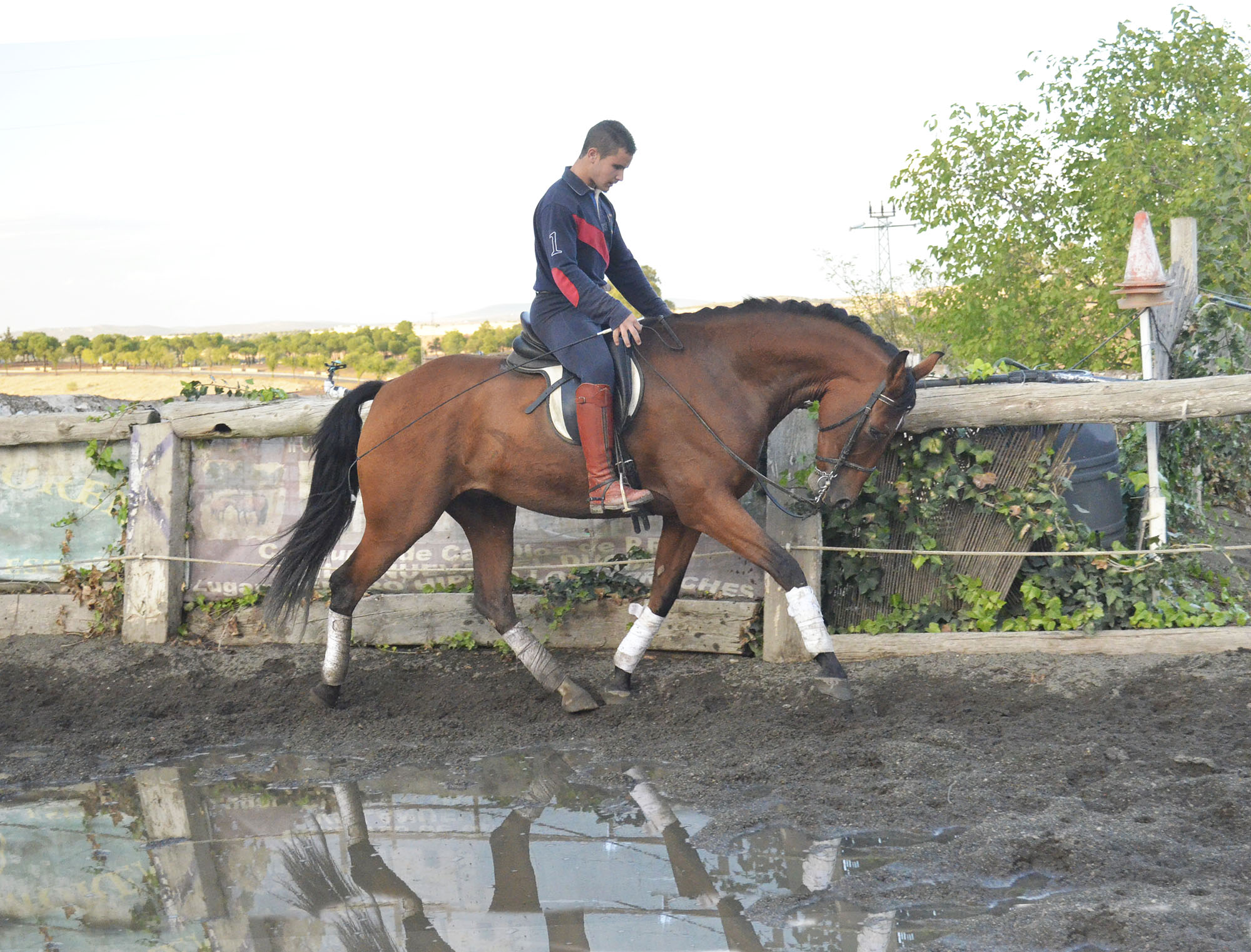 Caballo en Venta