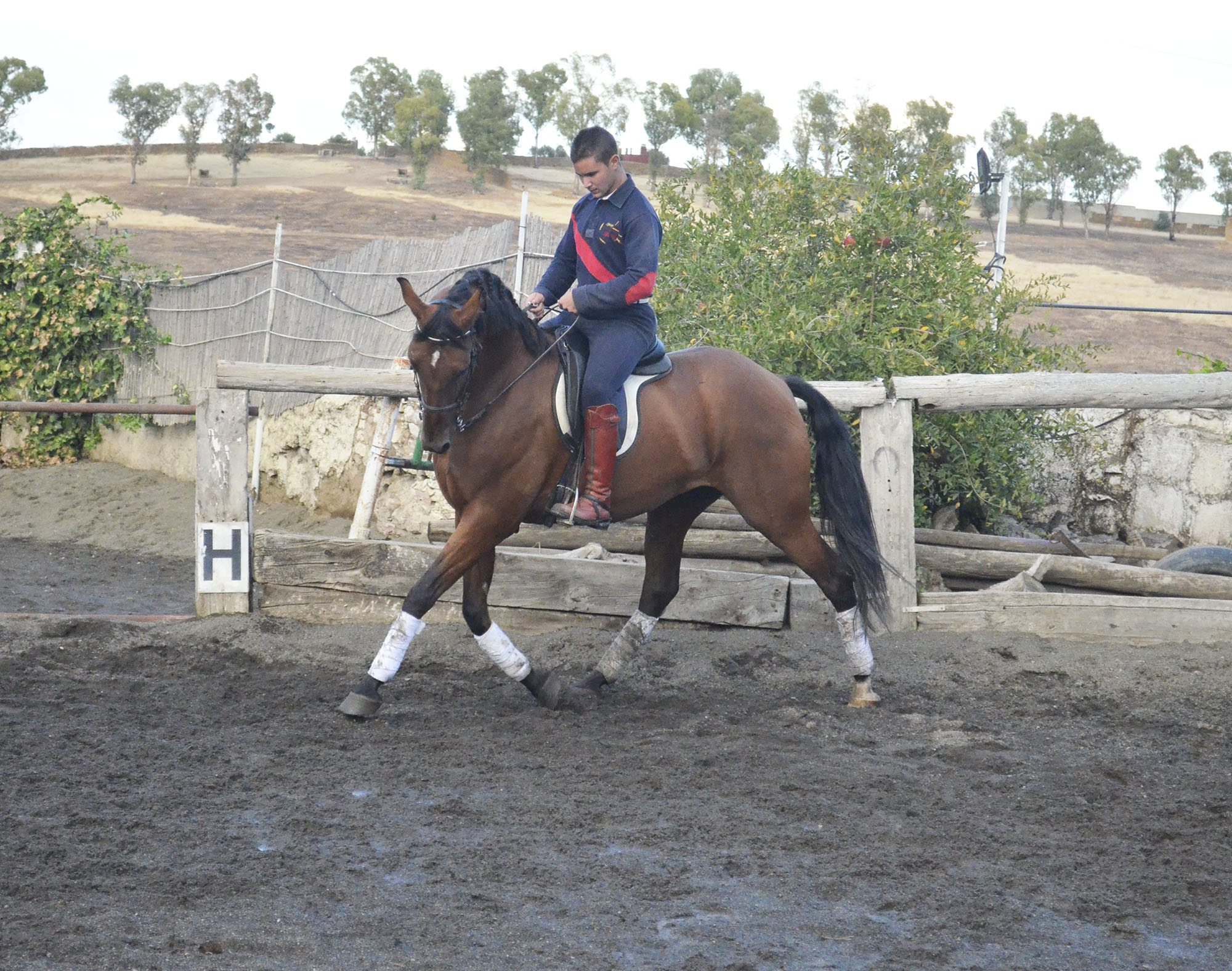 Caballo en Venta