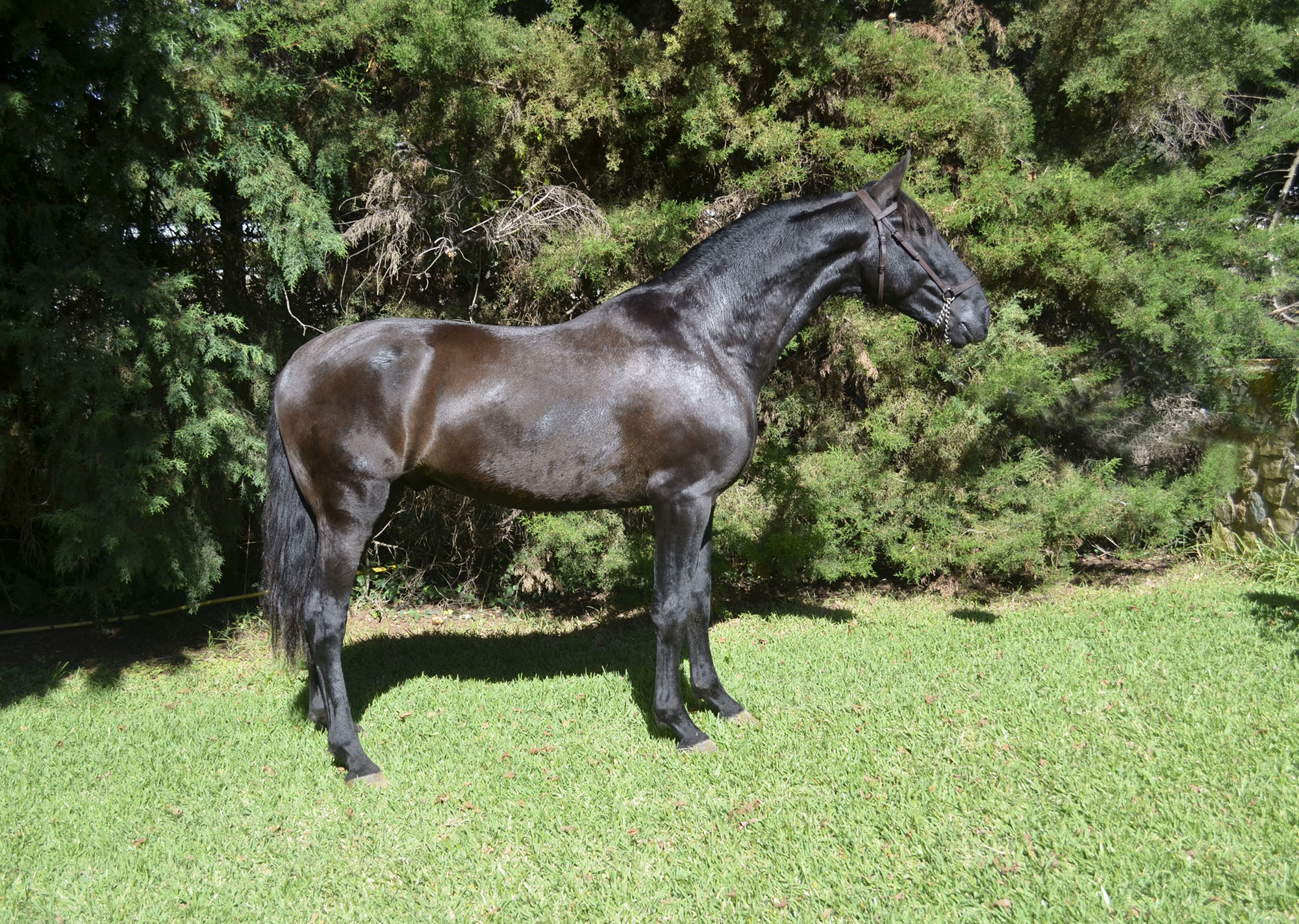 Caballo en Venta