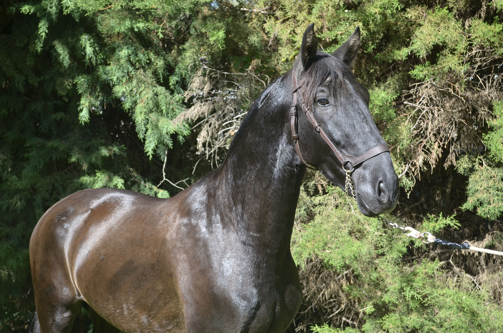 Caballo en Venta