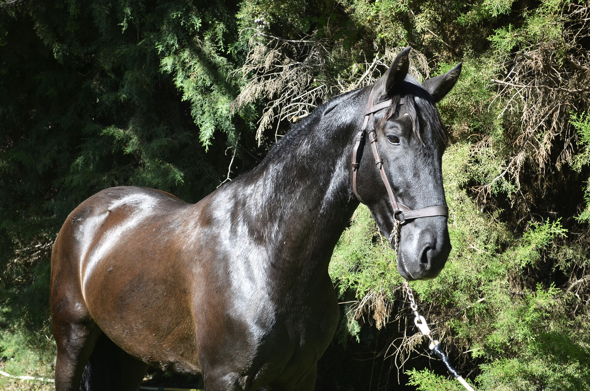 Caballo en Venta