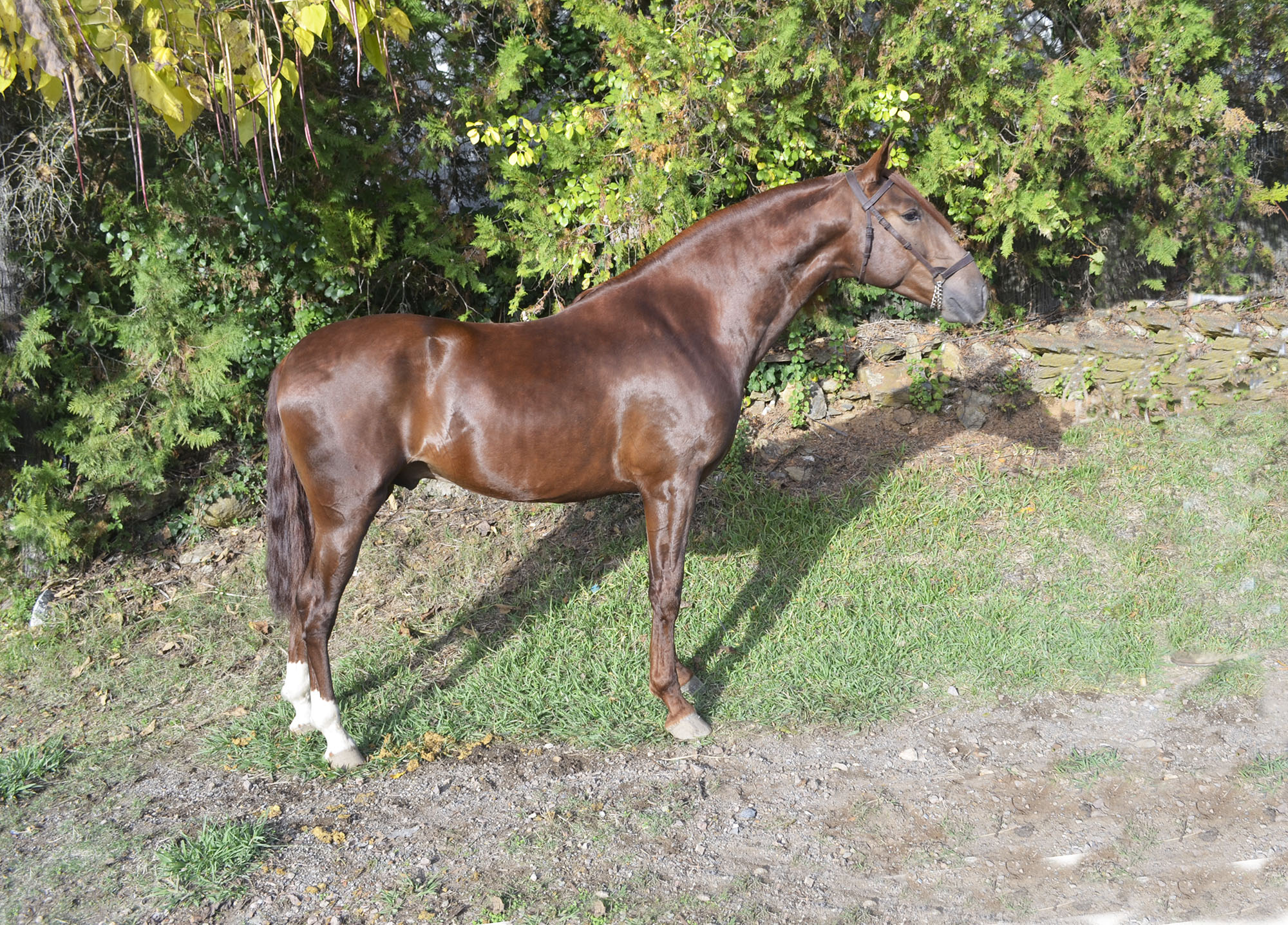Caballo en Venta