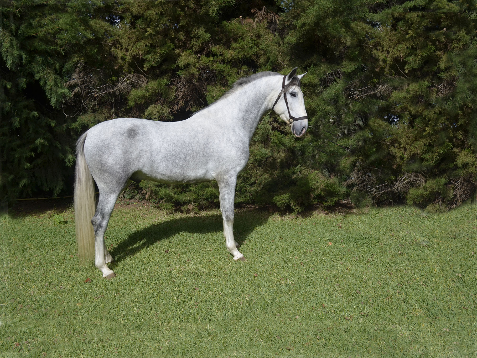 Caballo en Venta