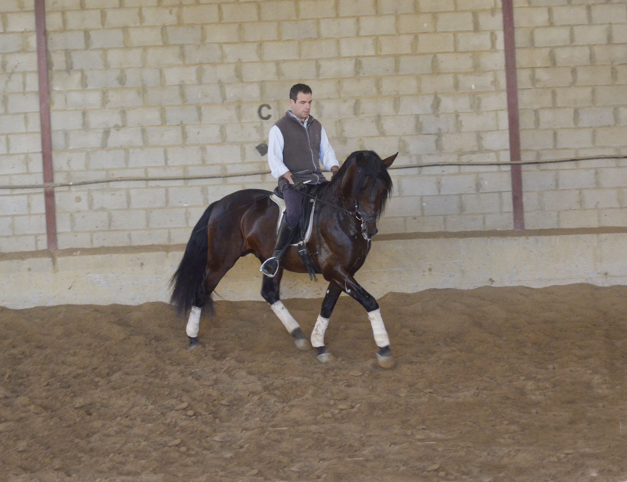 Caballo en Venta