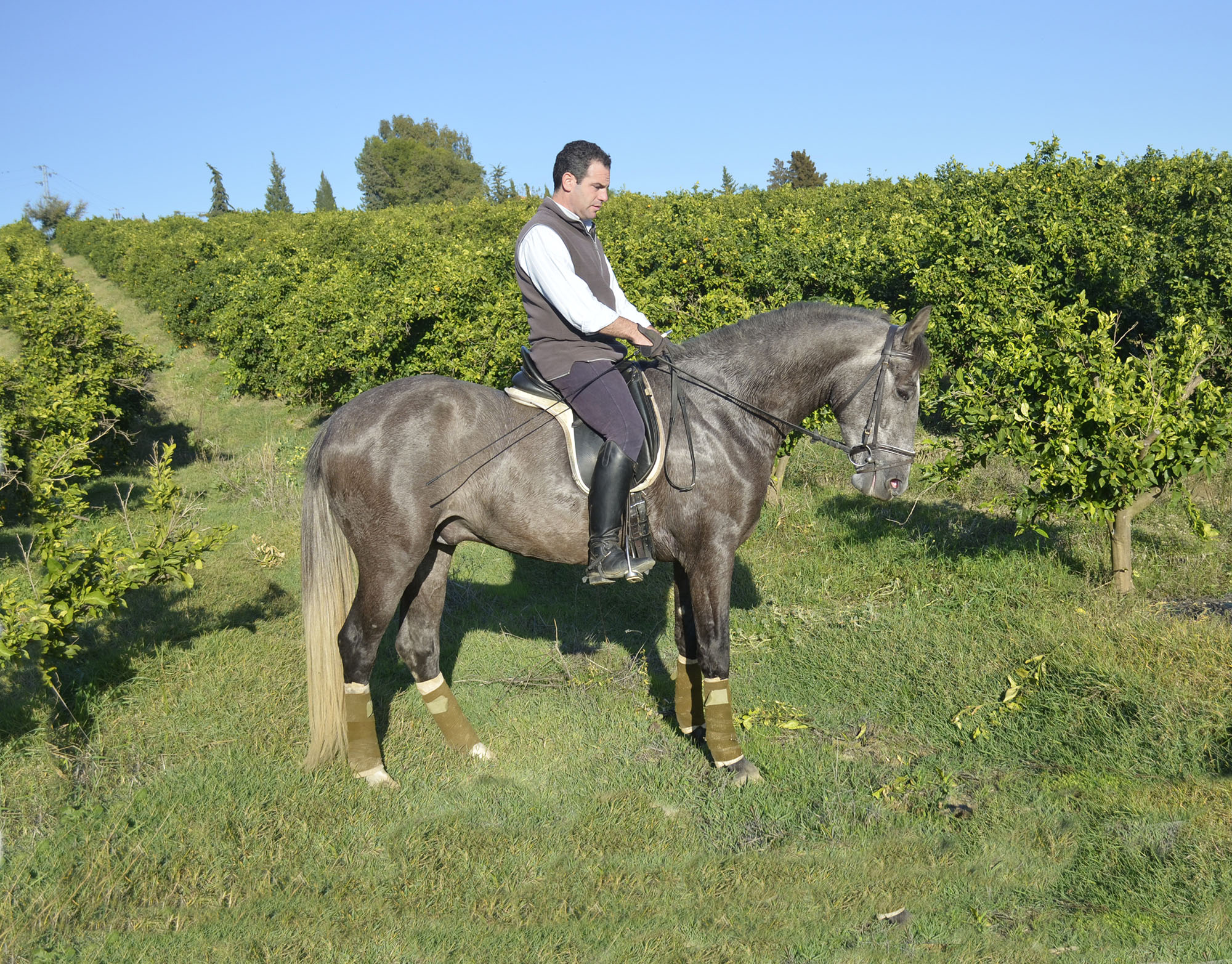 Caballo en Venta
