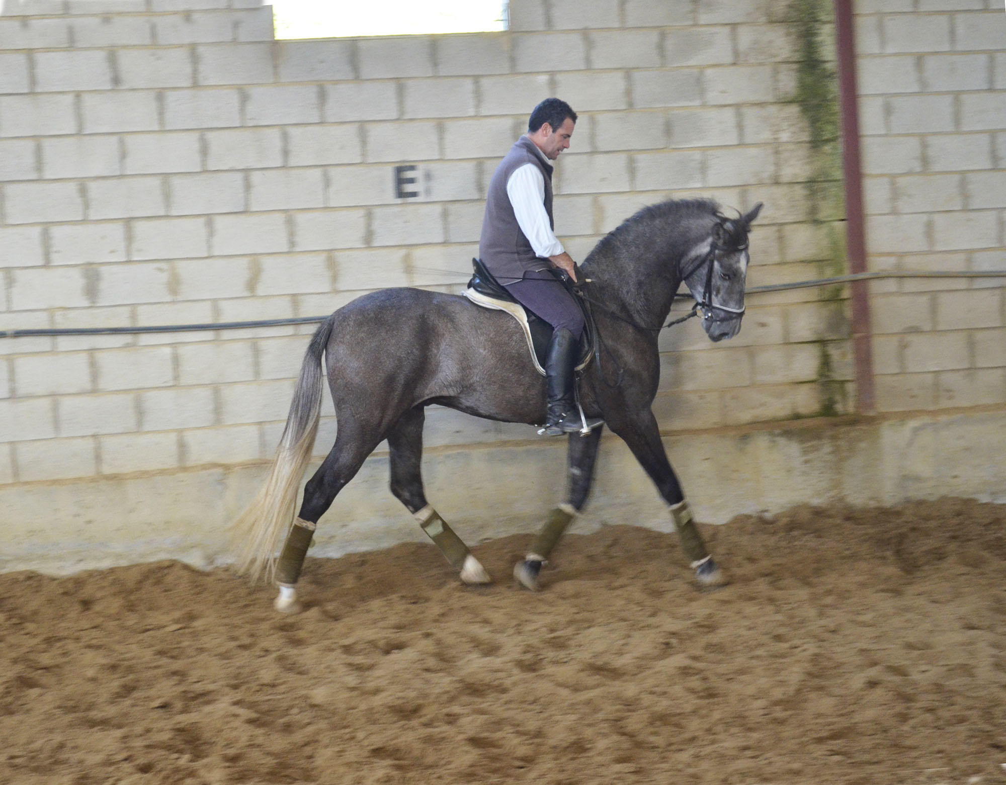 Caballo en Venta