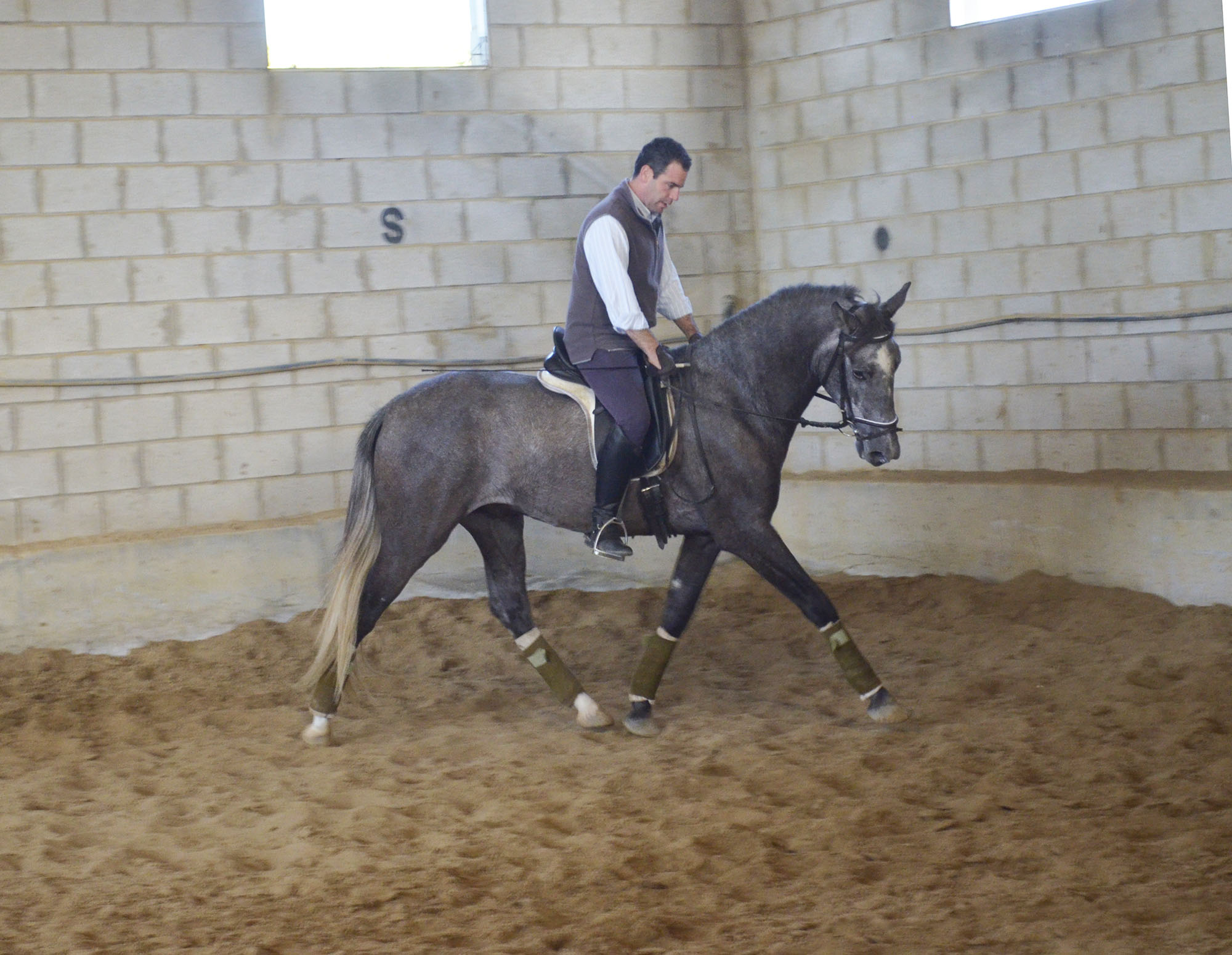 Caballo en Venta
