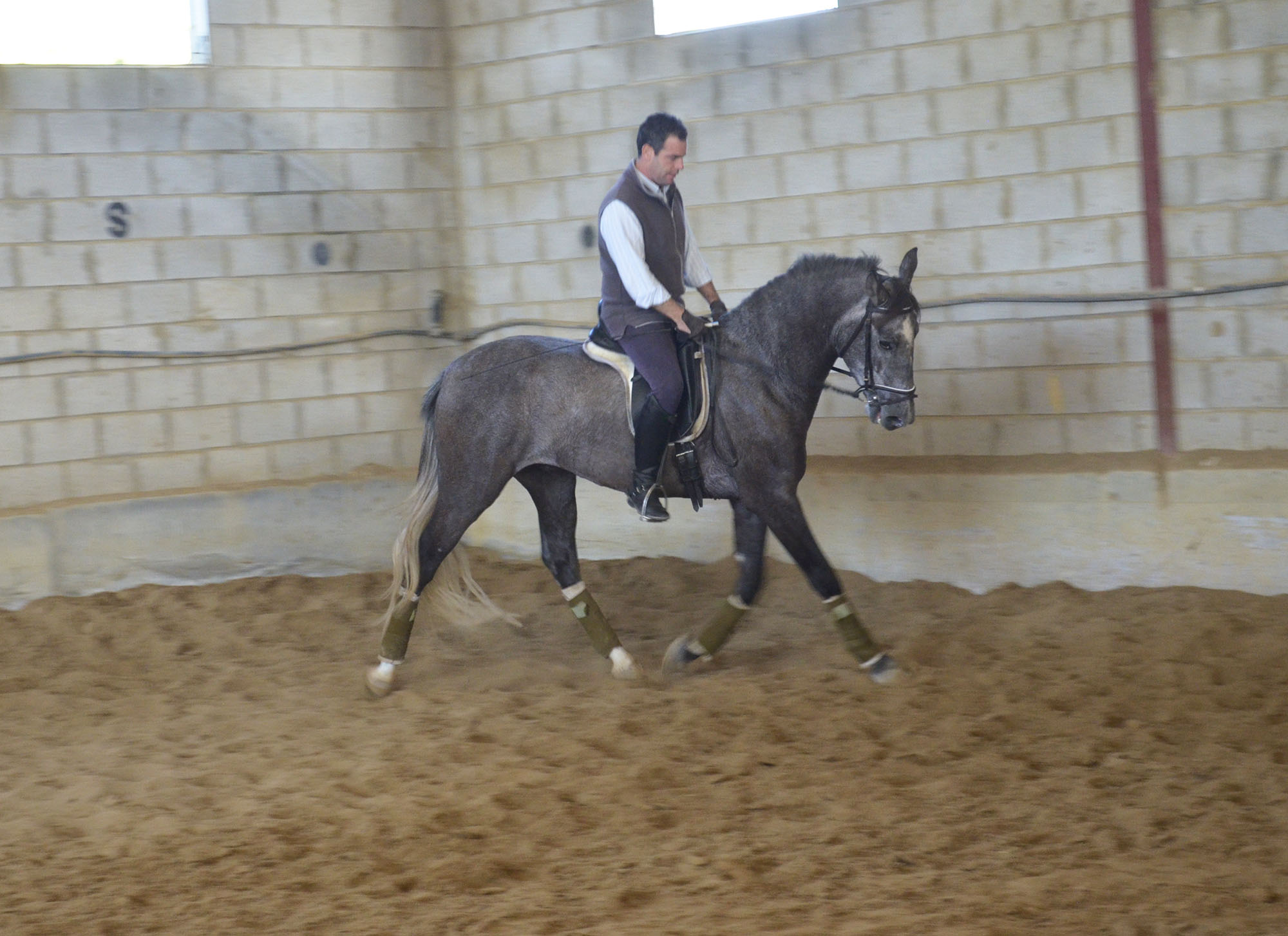 Caballo en Venta