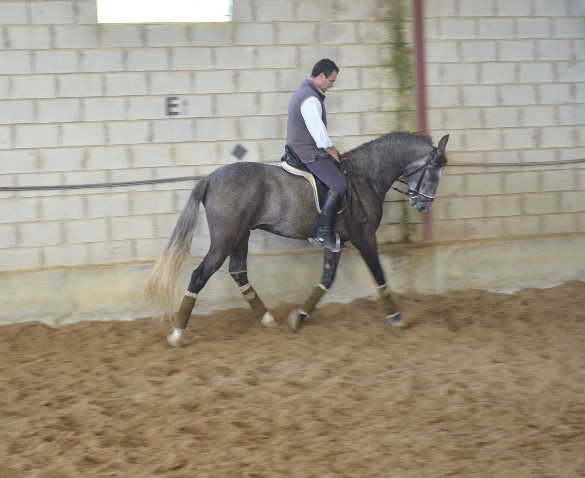 Caballo en Venta