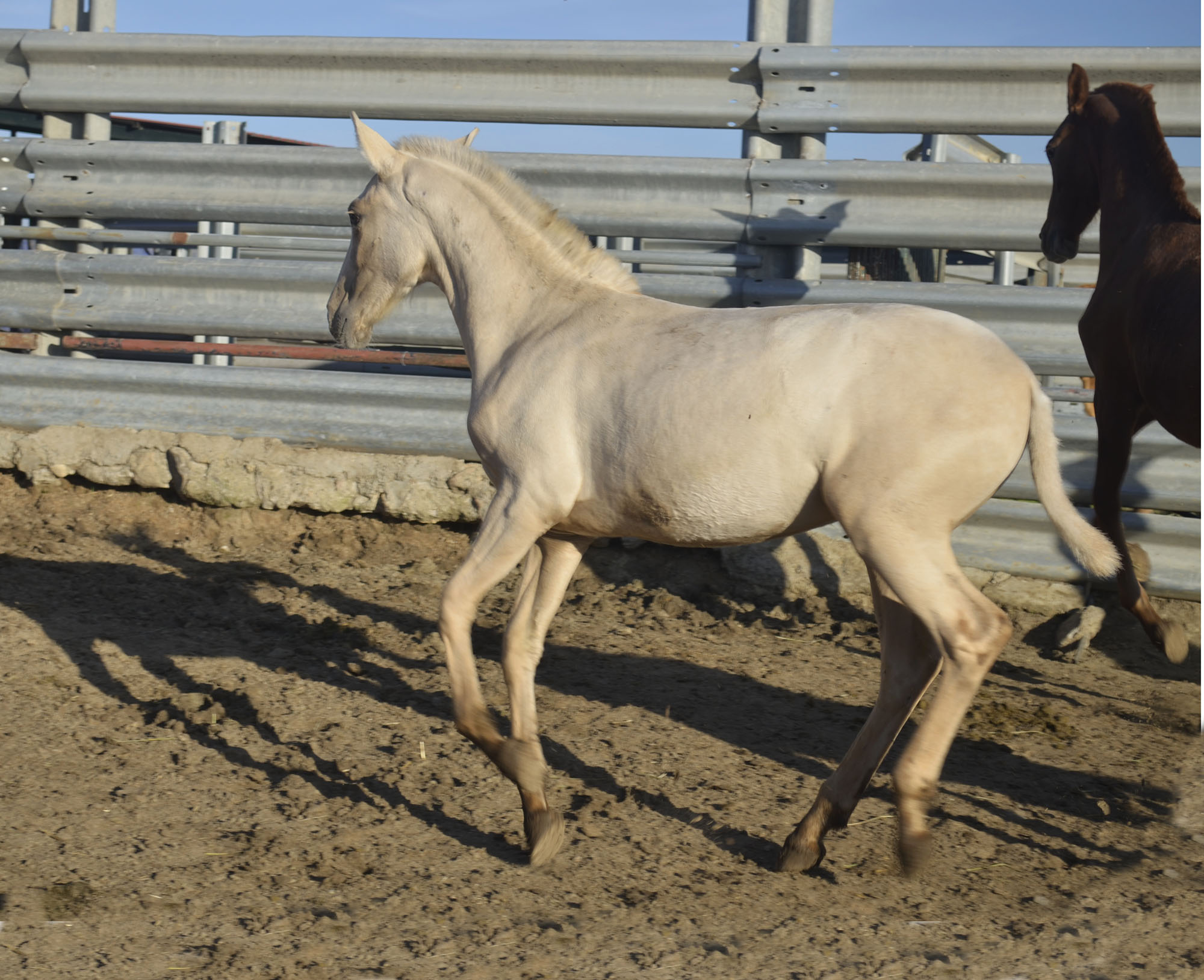 Caballo en Venta