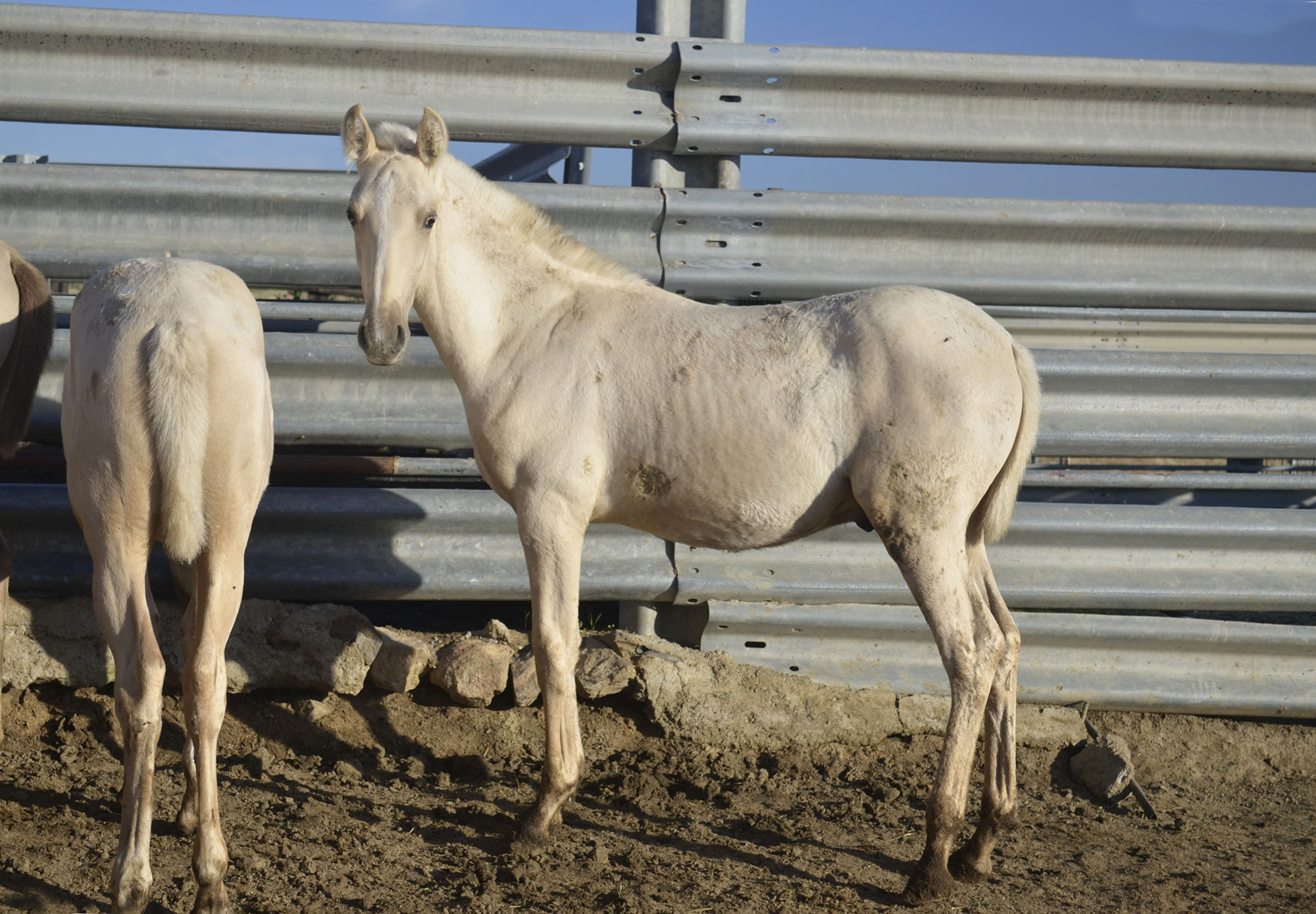 Comprar Caballo