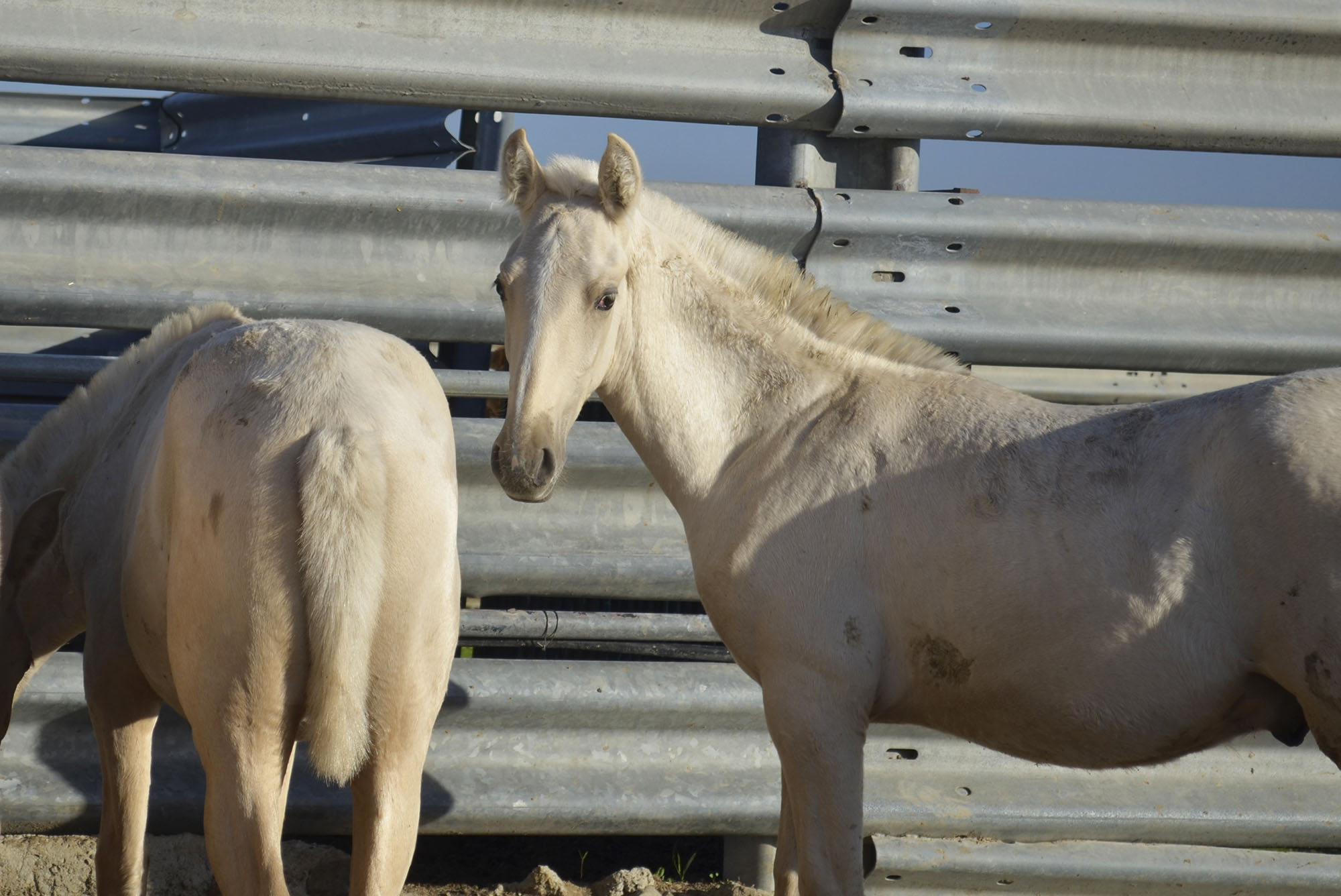 Comprar Caballo