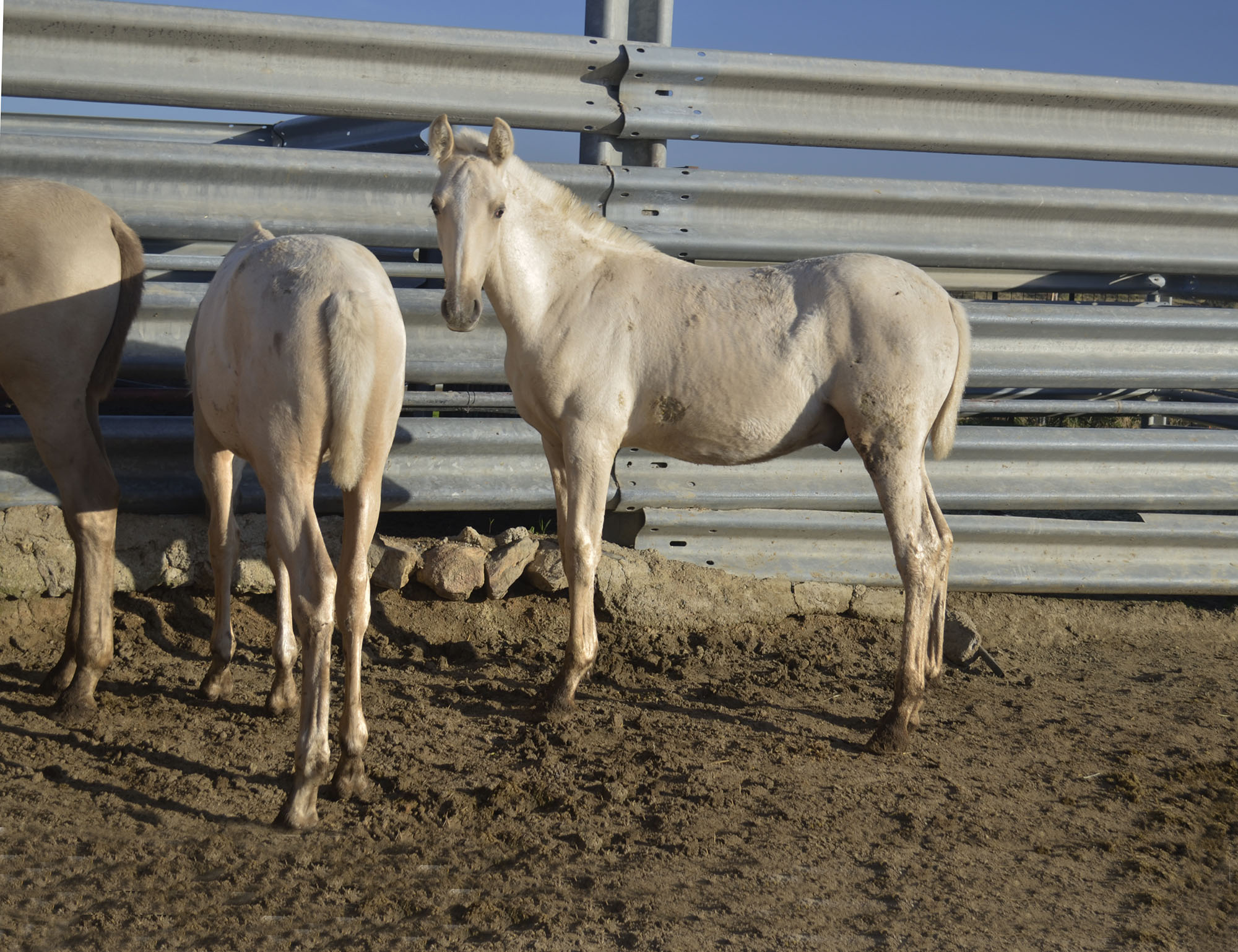 Caballo en Venta