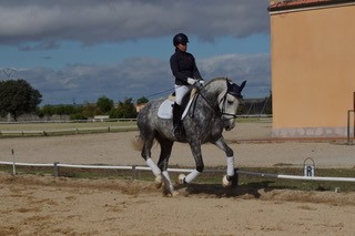 Listado de Caballos en Venta