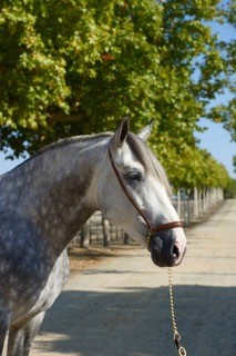 Listado de Caballos en Venta