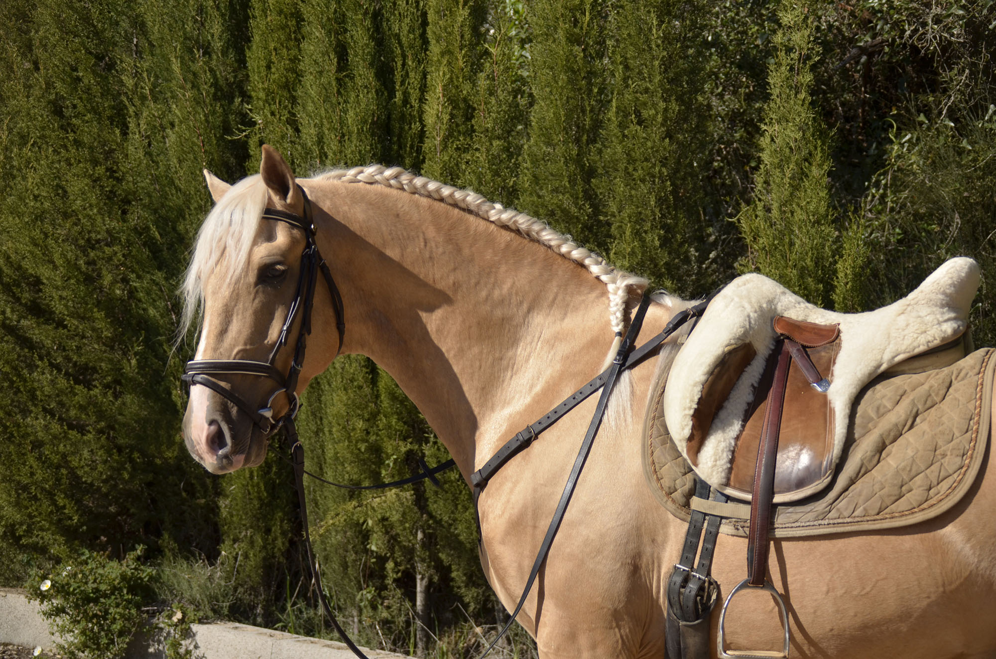 Caballo en Venta