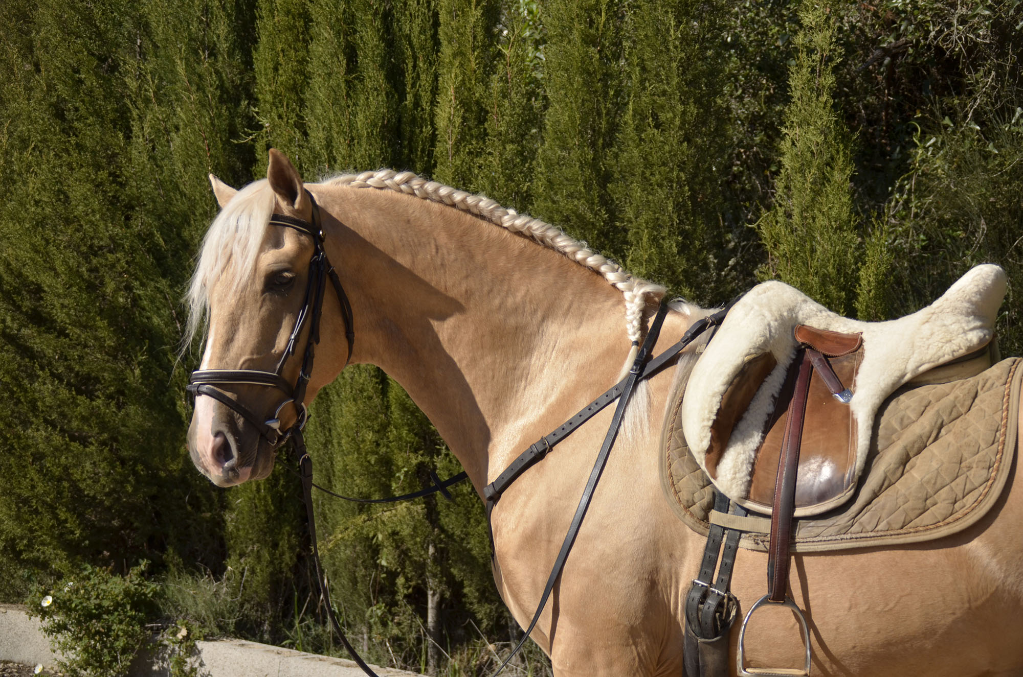 Listado de Caballos en Venta