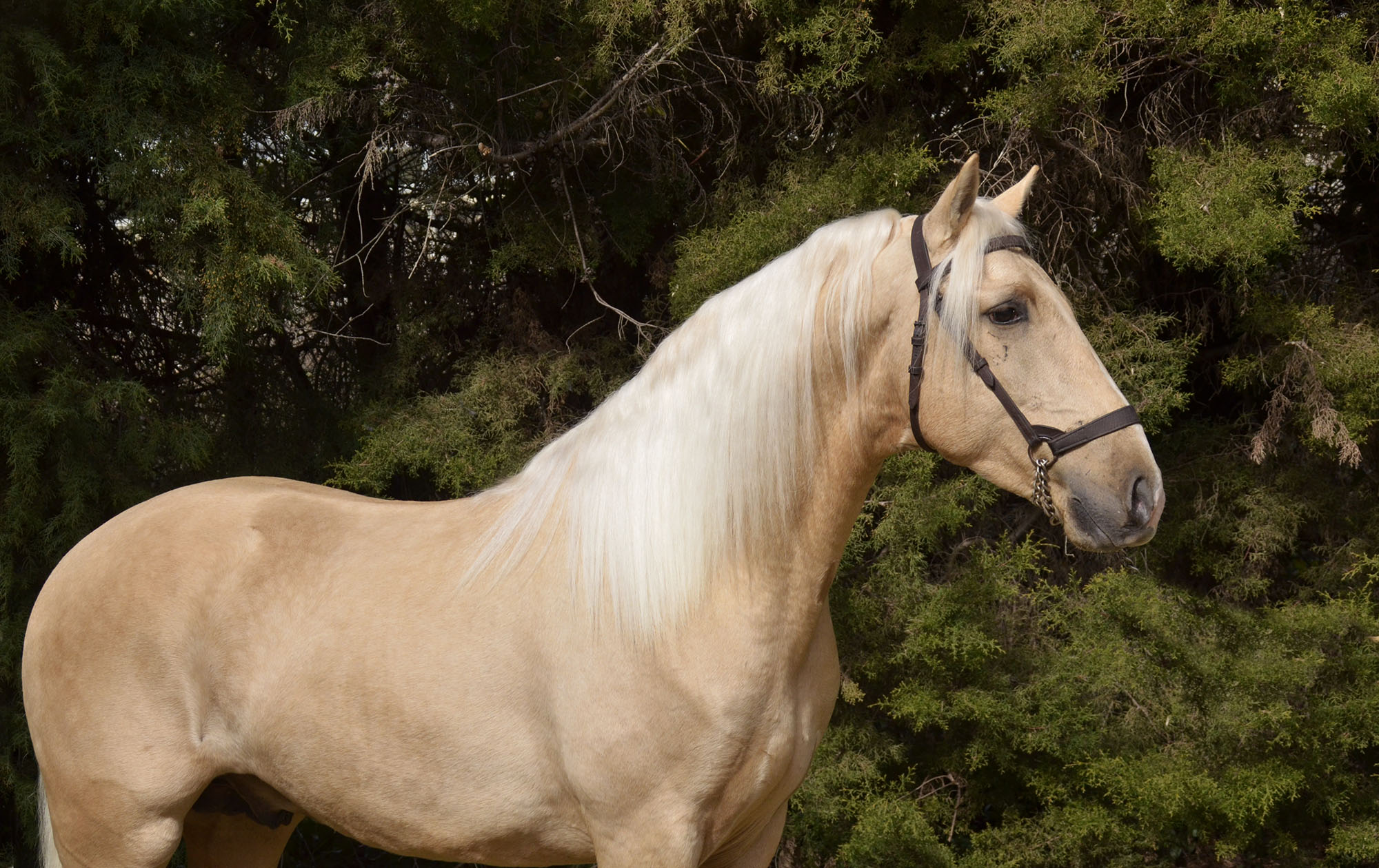 Listado de Caballos en Venta