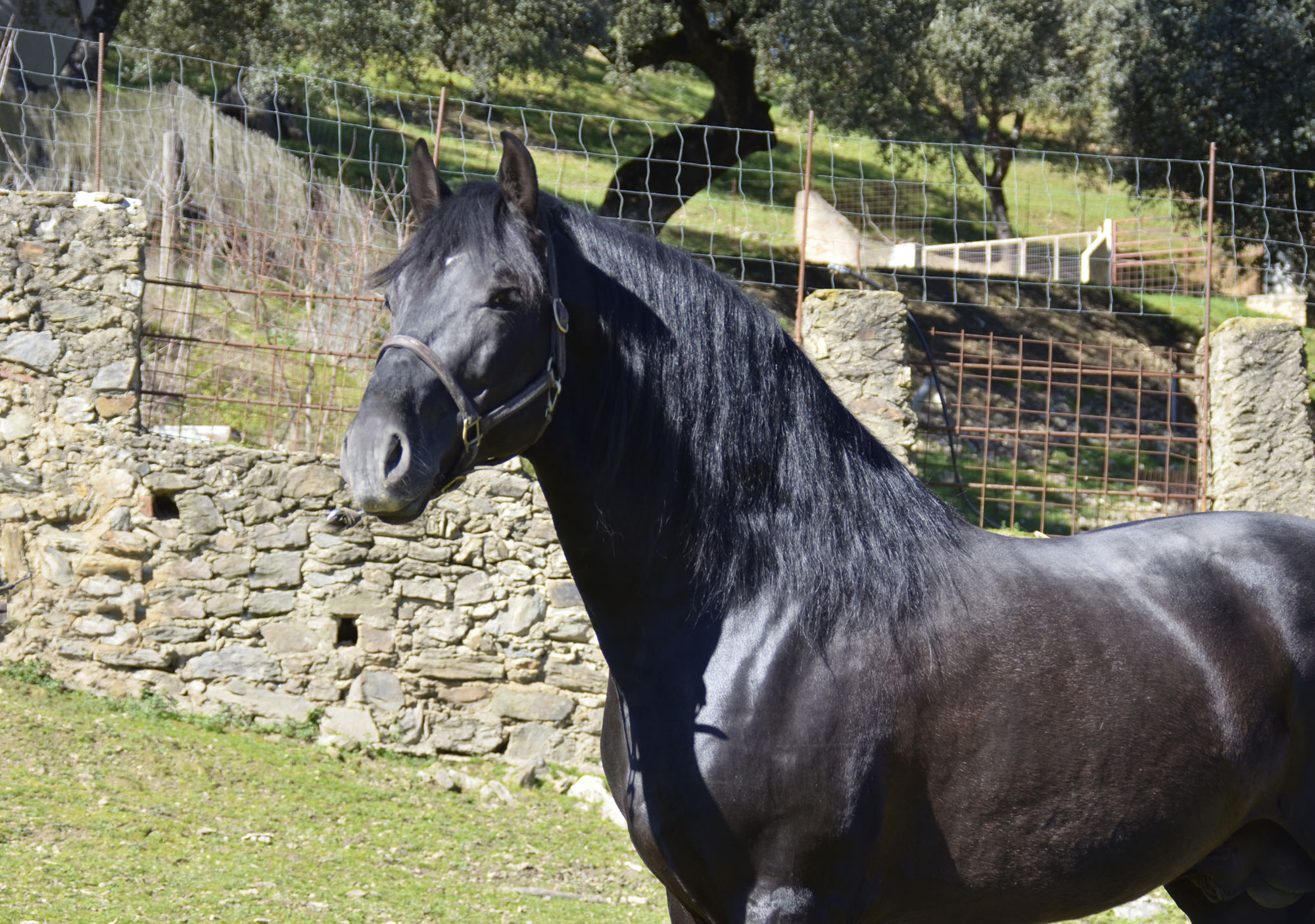 Caballo en Venta