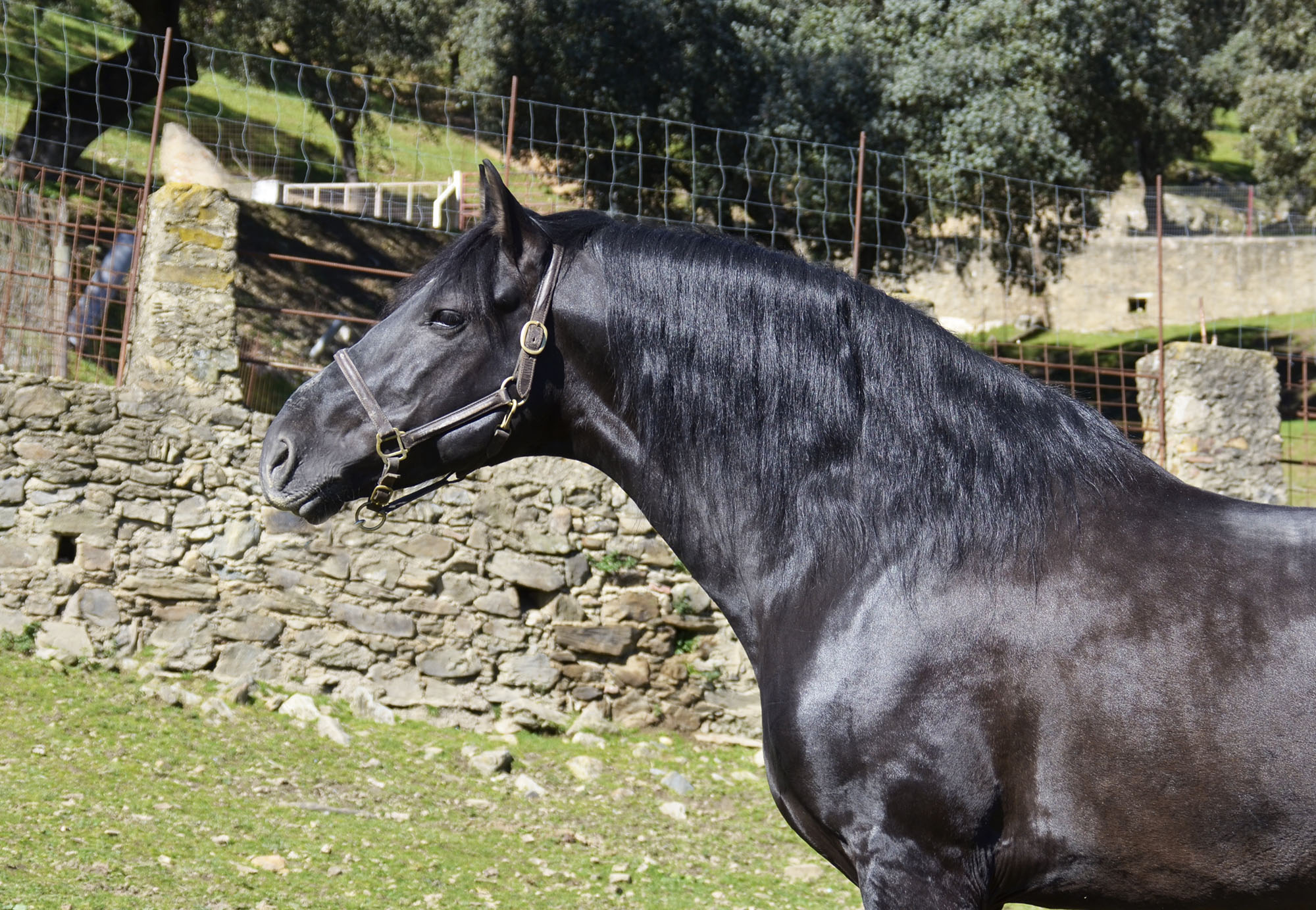 Listado de Caballos en Venta