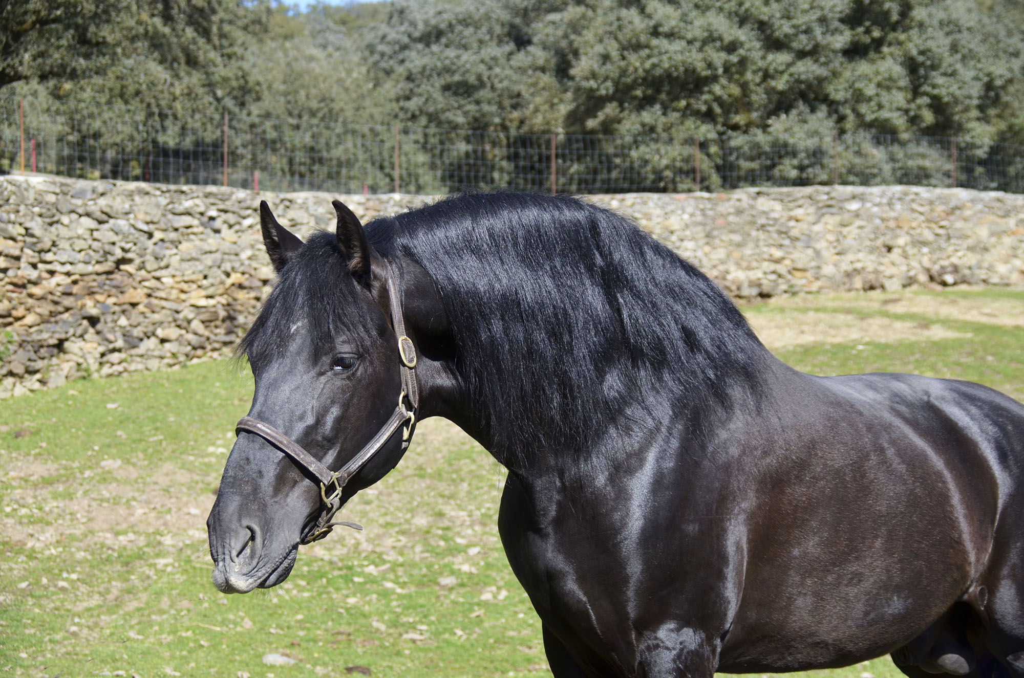 Listado de Caballos en Venta