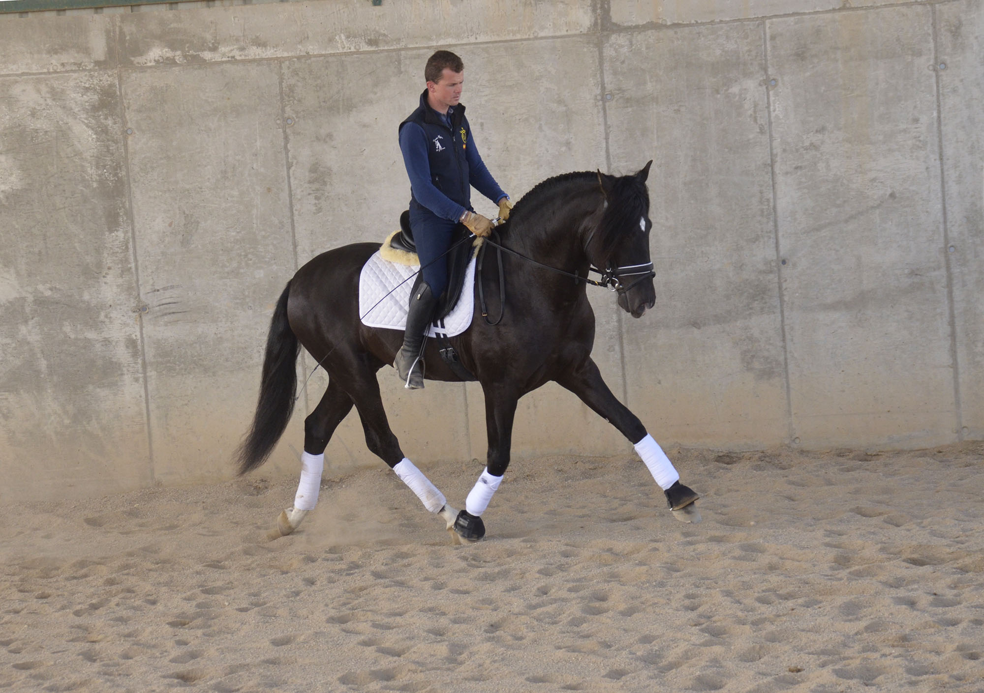 Caballo en Venta