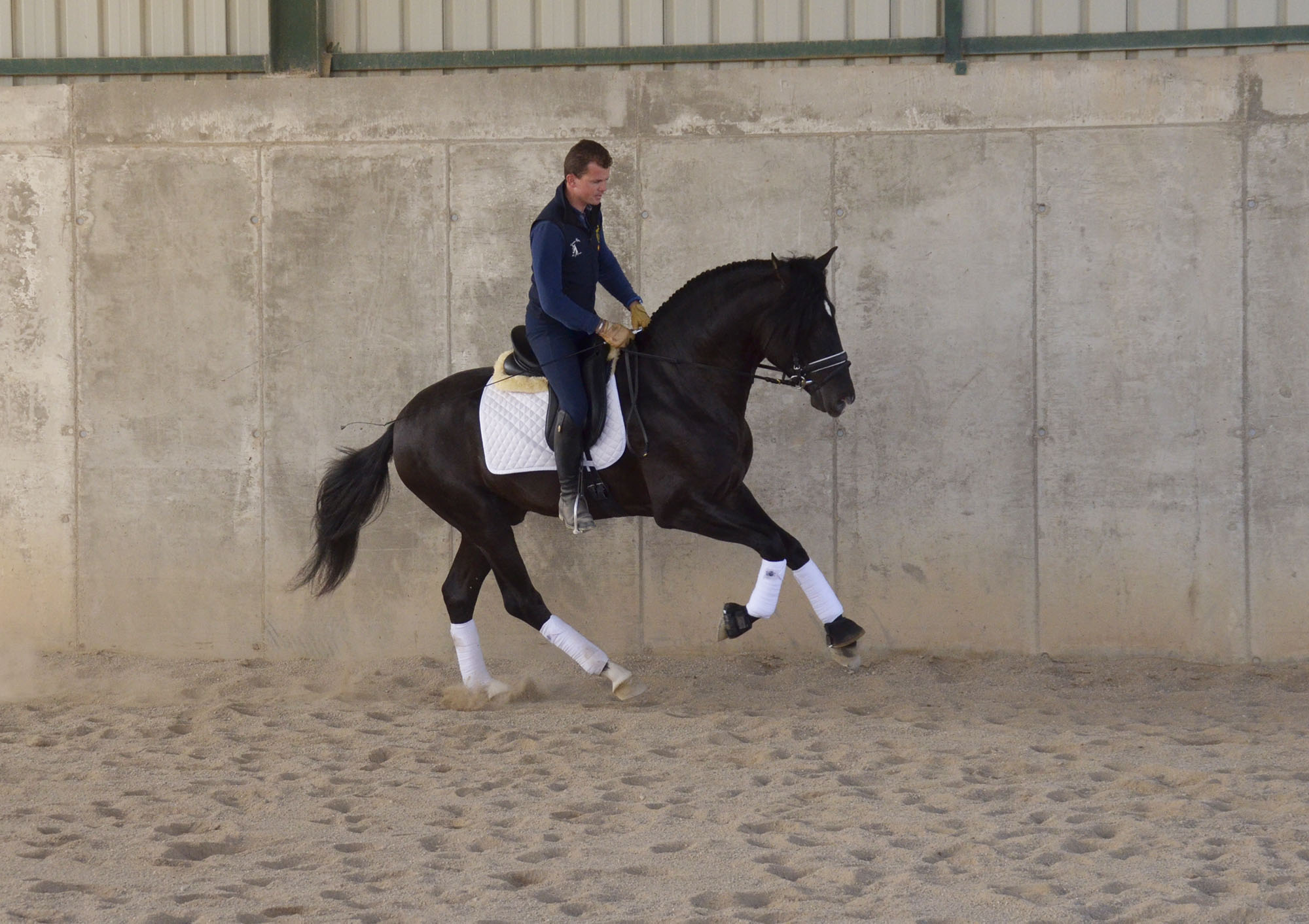 Caballo en Venta