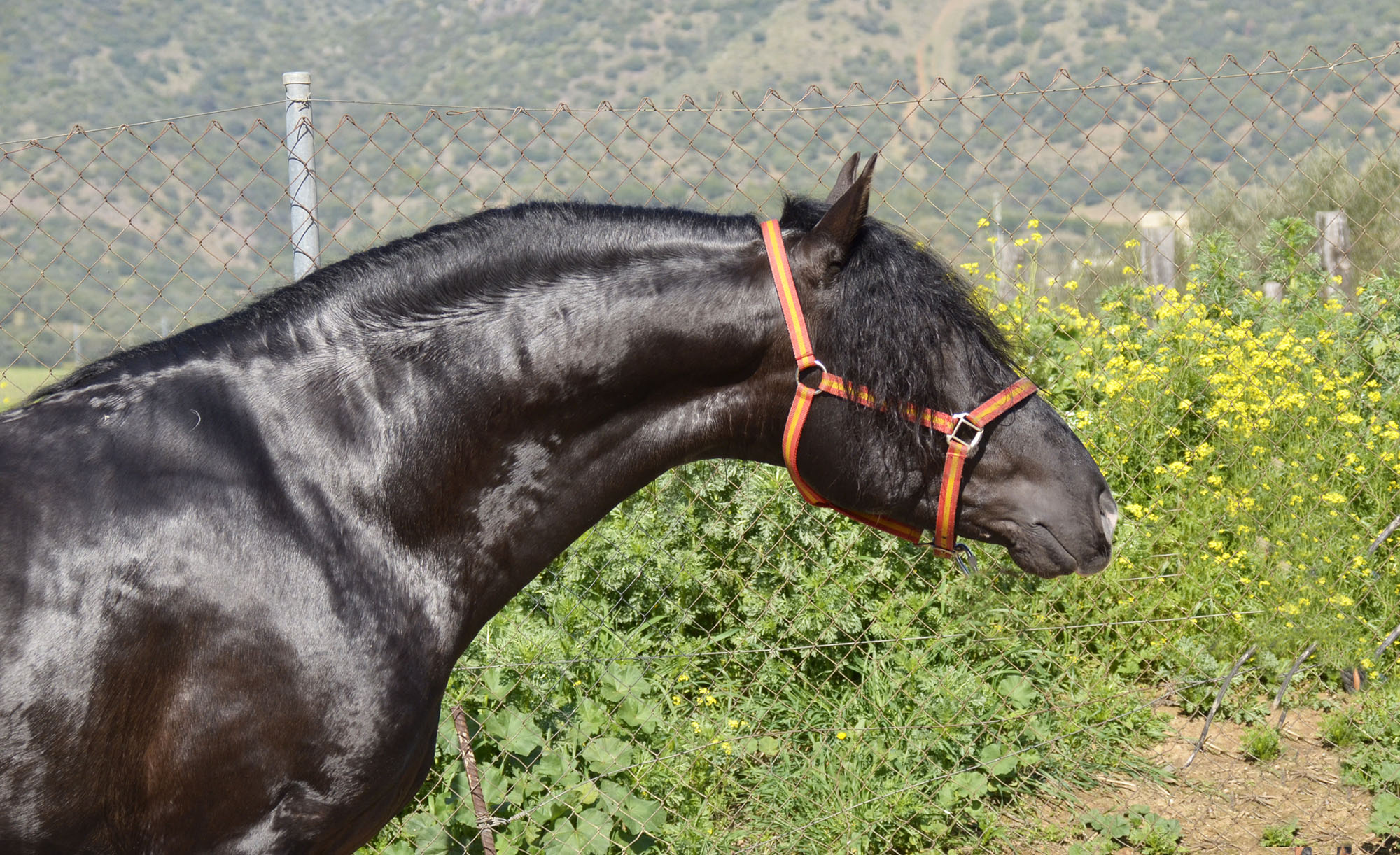 Caballo en Venta