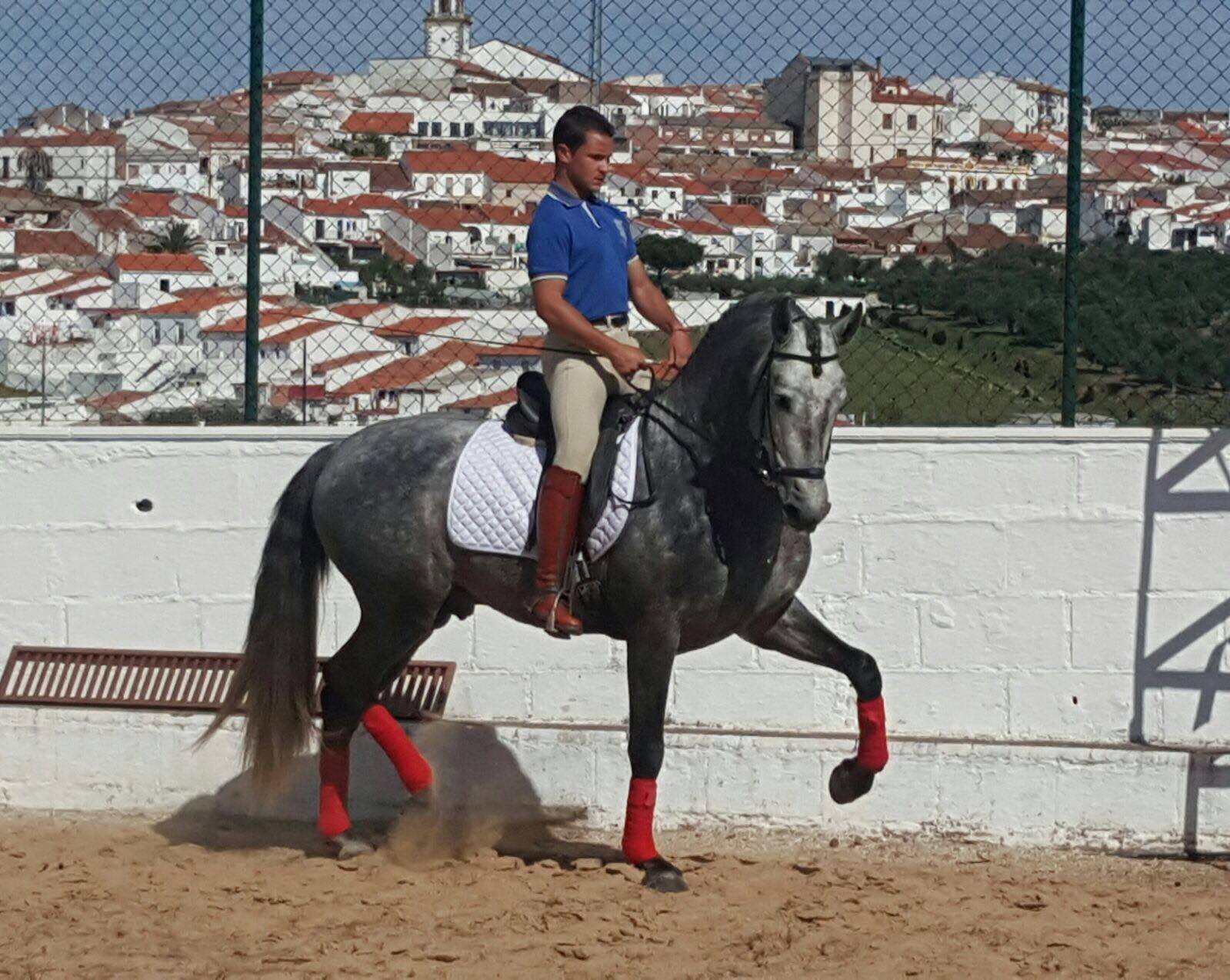 Listado de Caballos en Venta