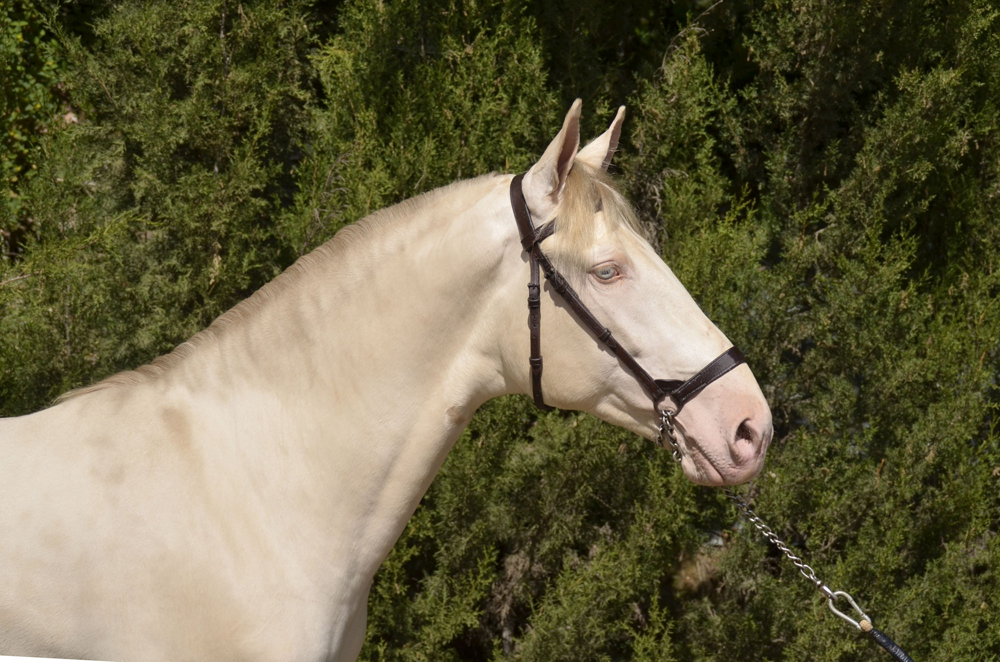 Caballo en Venta
