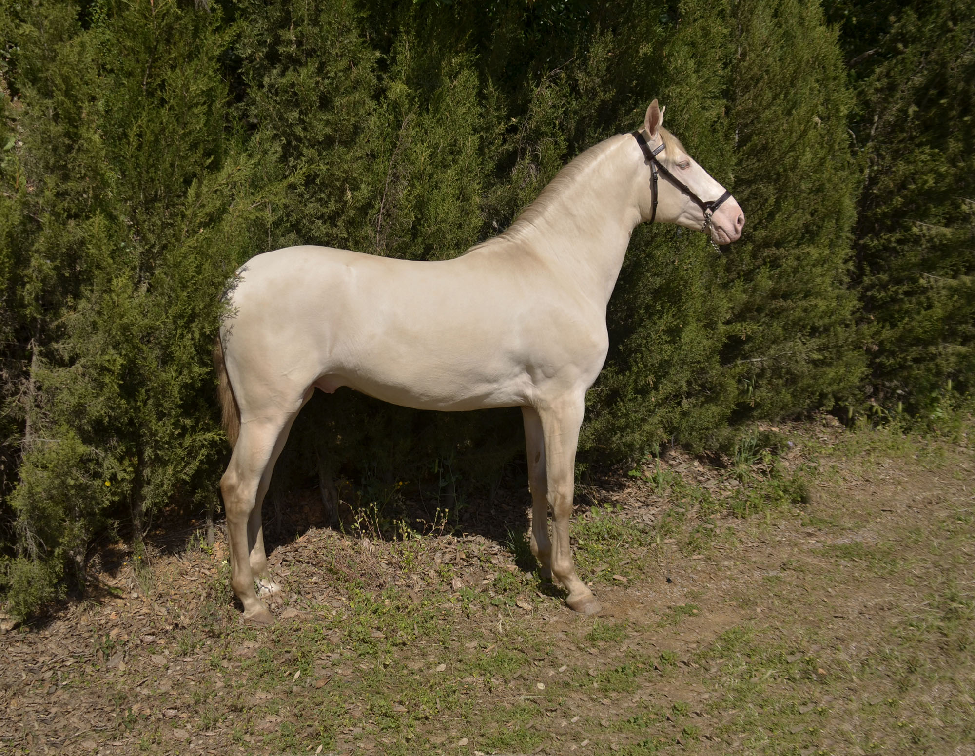Caballo en Venta