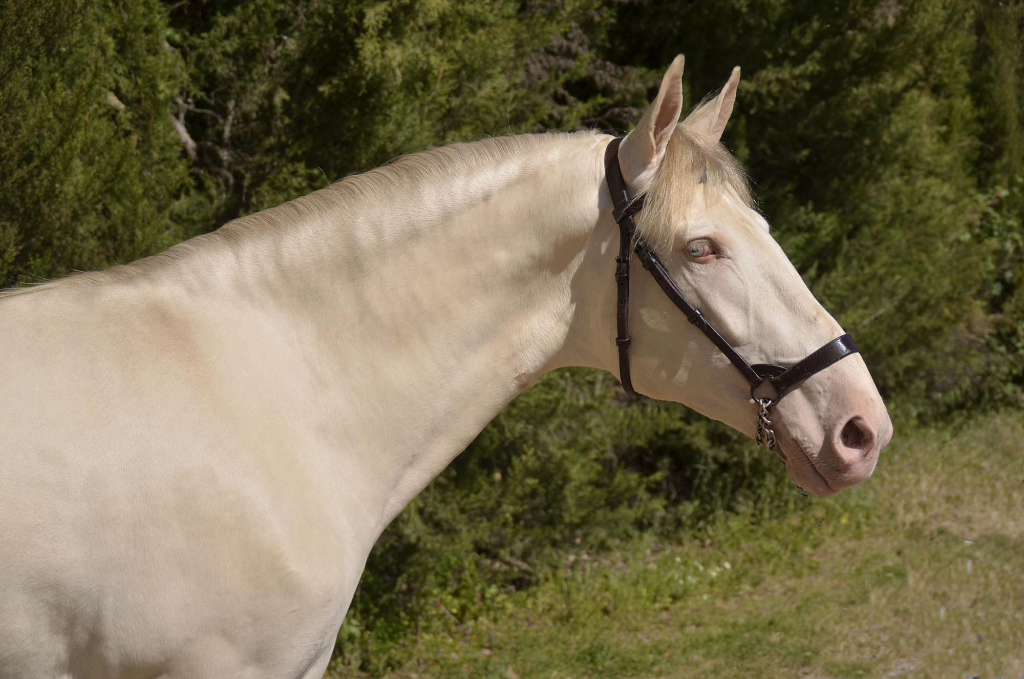 Caballo en Venta