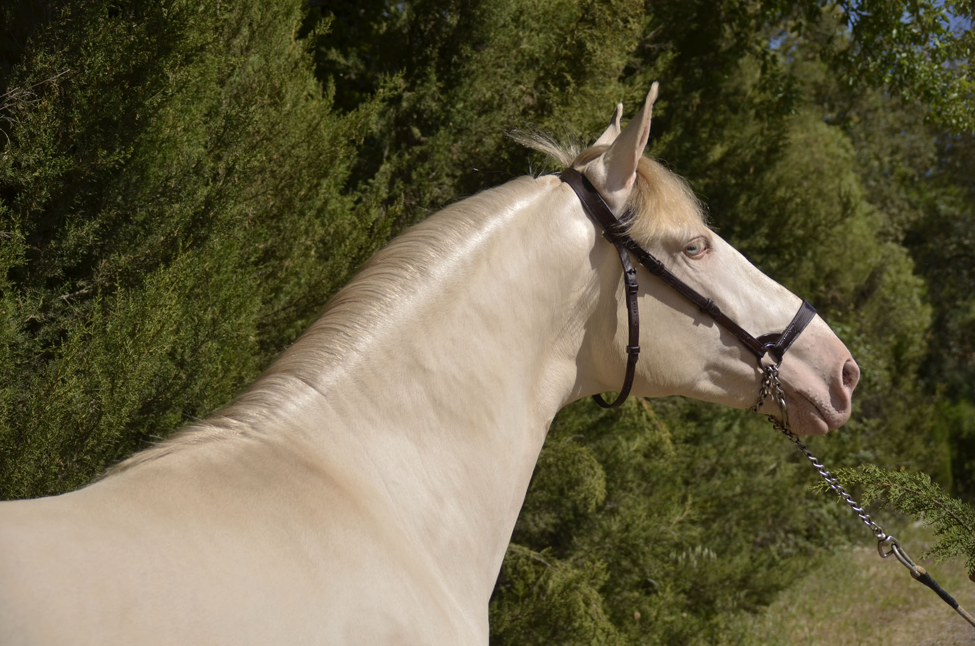 Caballo en Venta