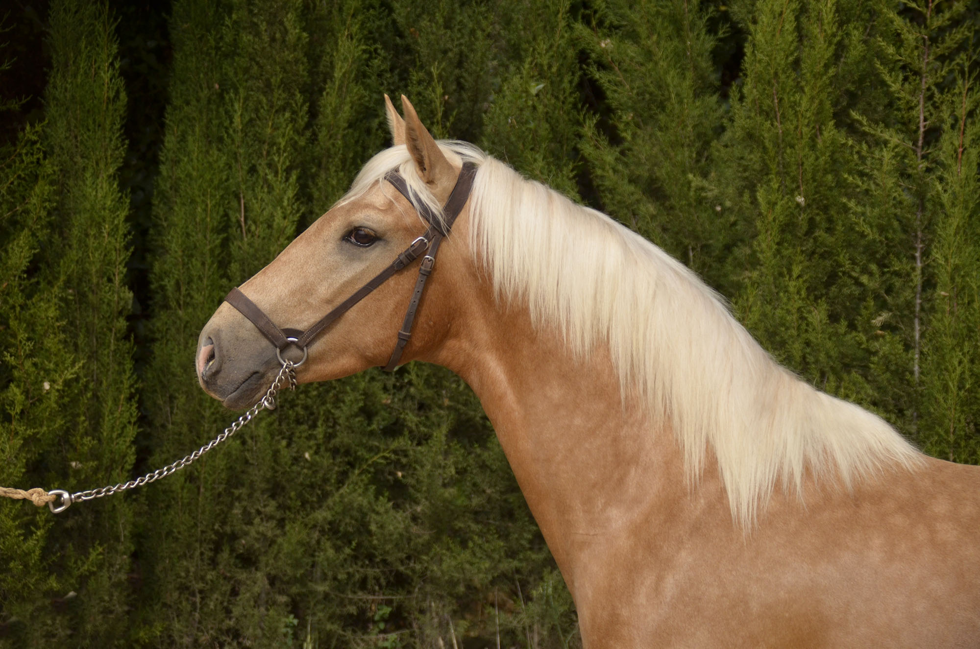 Caballo en Venta