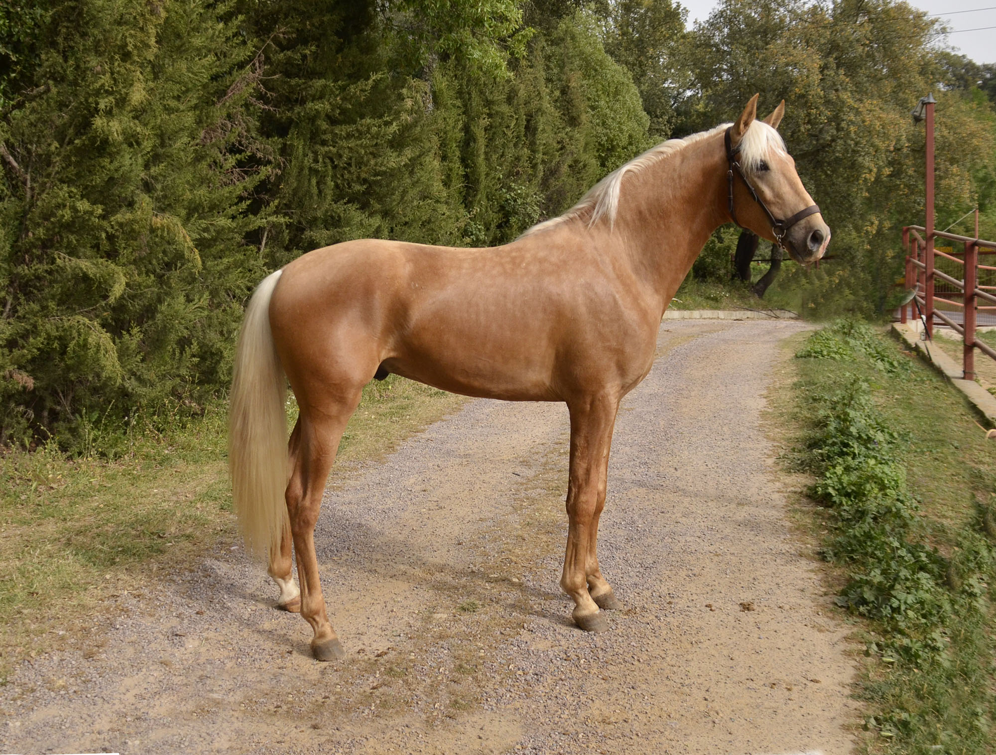Caballo en Venta